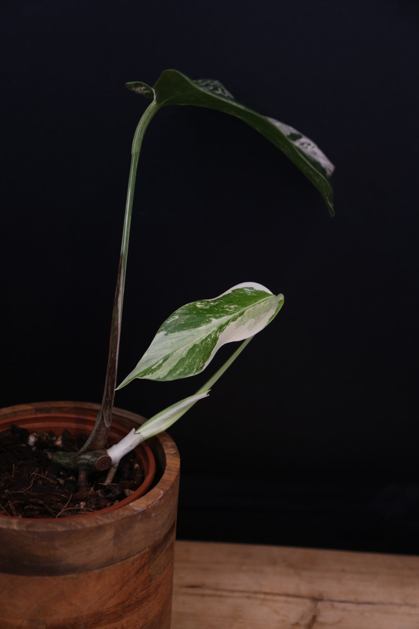Monstera Albo Variegata - Speckled Pattern - Rooted Potted Plant UK