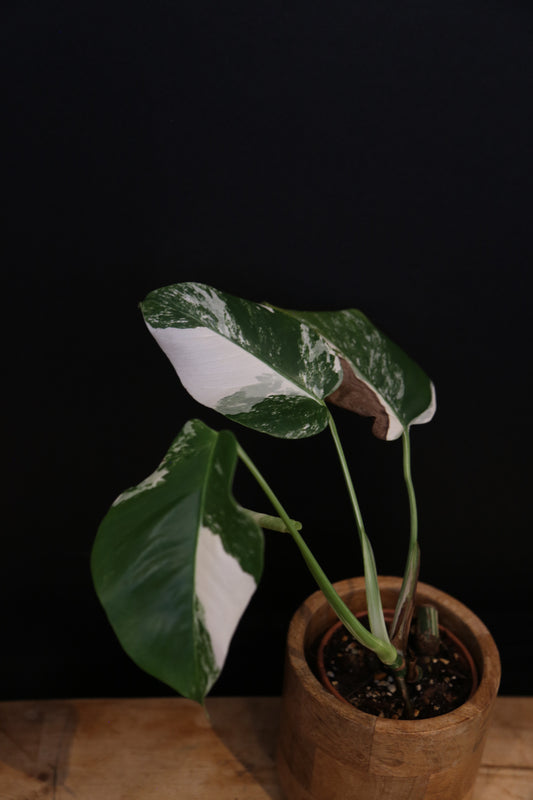 Monstera Deliciosa Albo Variegata - 3 Leaves - Rooted Established Plant - Rare Variegated Aroid UK