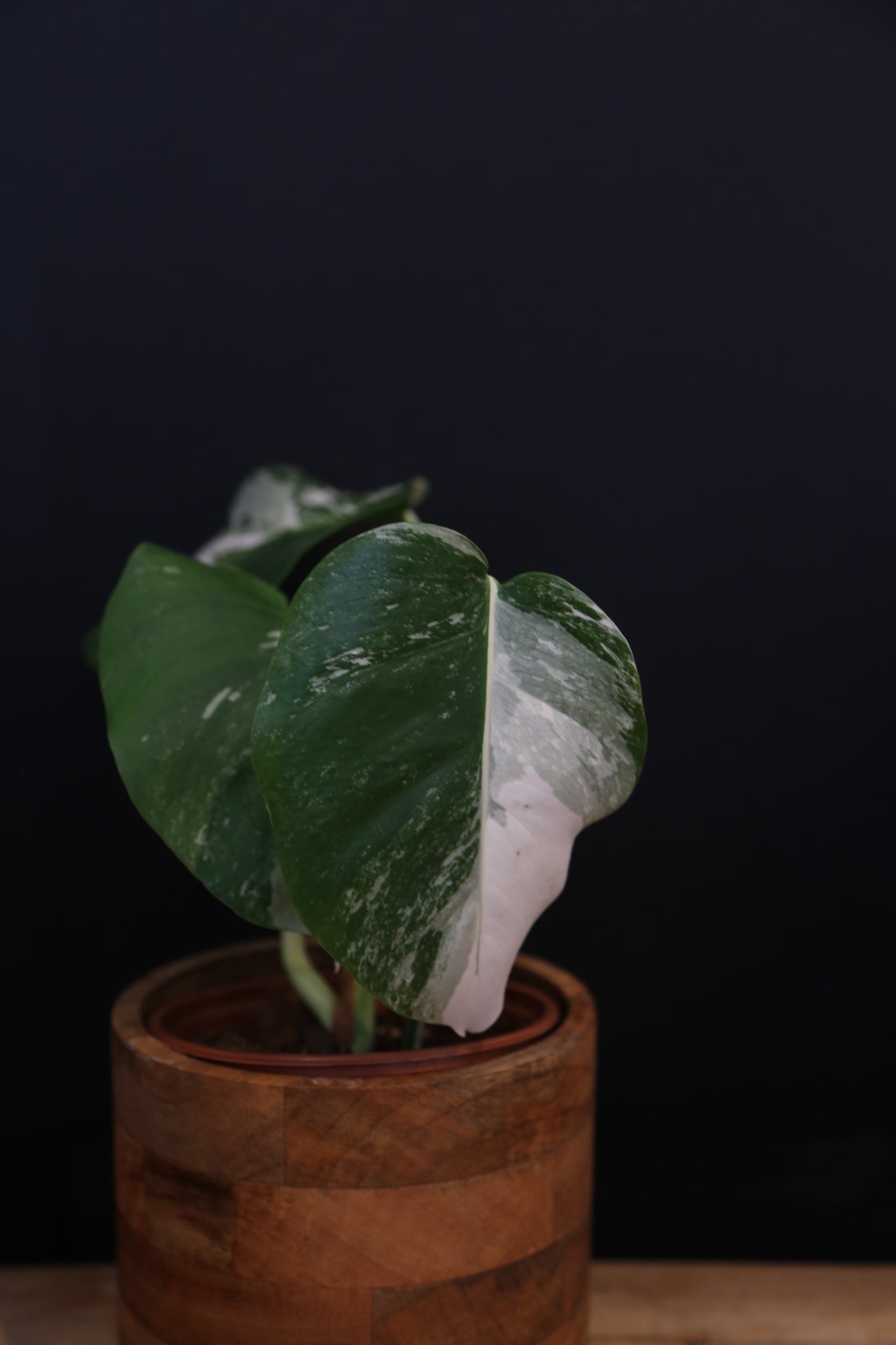 Monstera Albo Variegata - Half-moon Pattern - Rooted Potted Plant UK