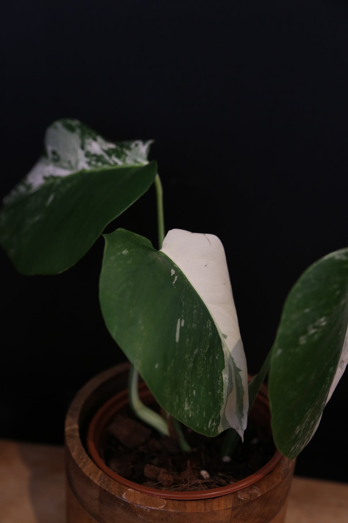 Monstera Albo Variegata - Half-moon Pattern - Rooted Potted Plant UK