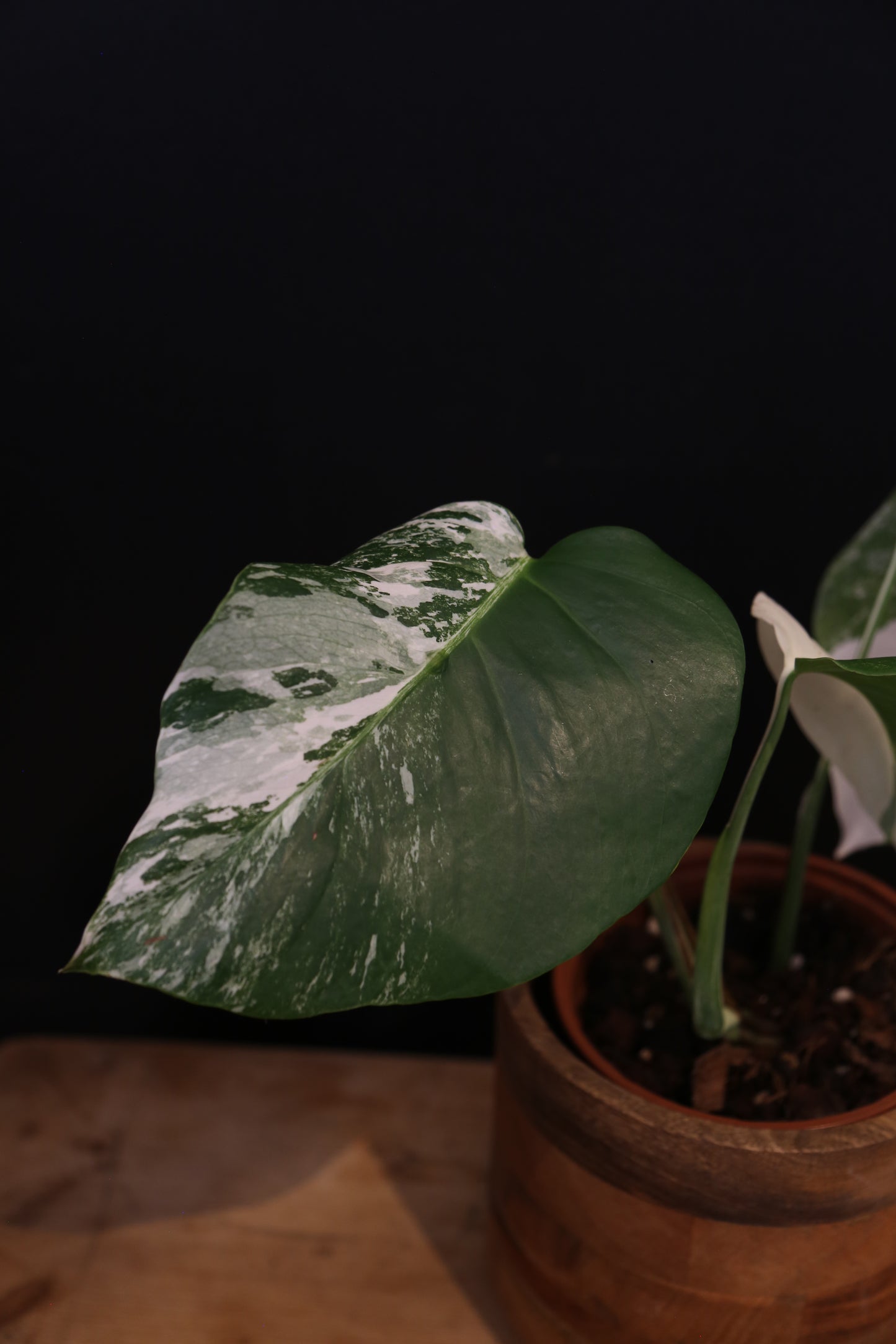 Monstera Albo Variegata - Half-moon Pattern - Rooted Potted Plant UK
