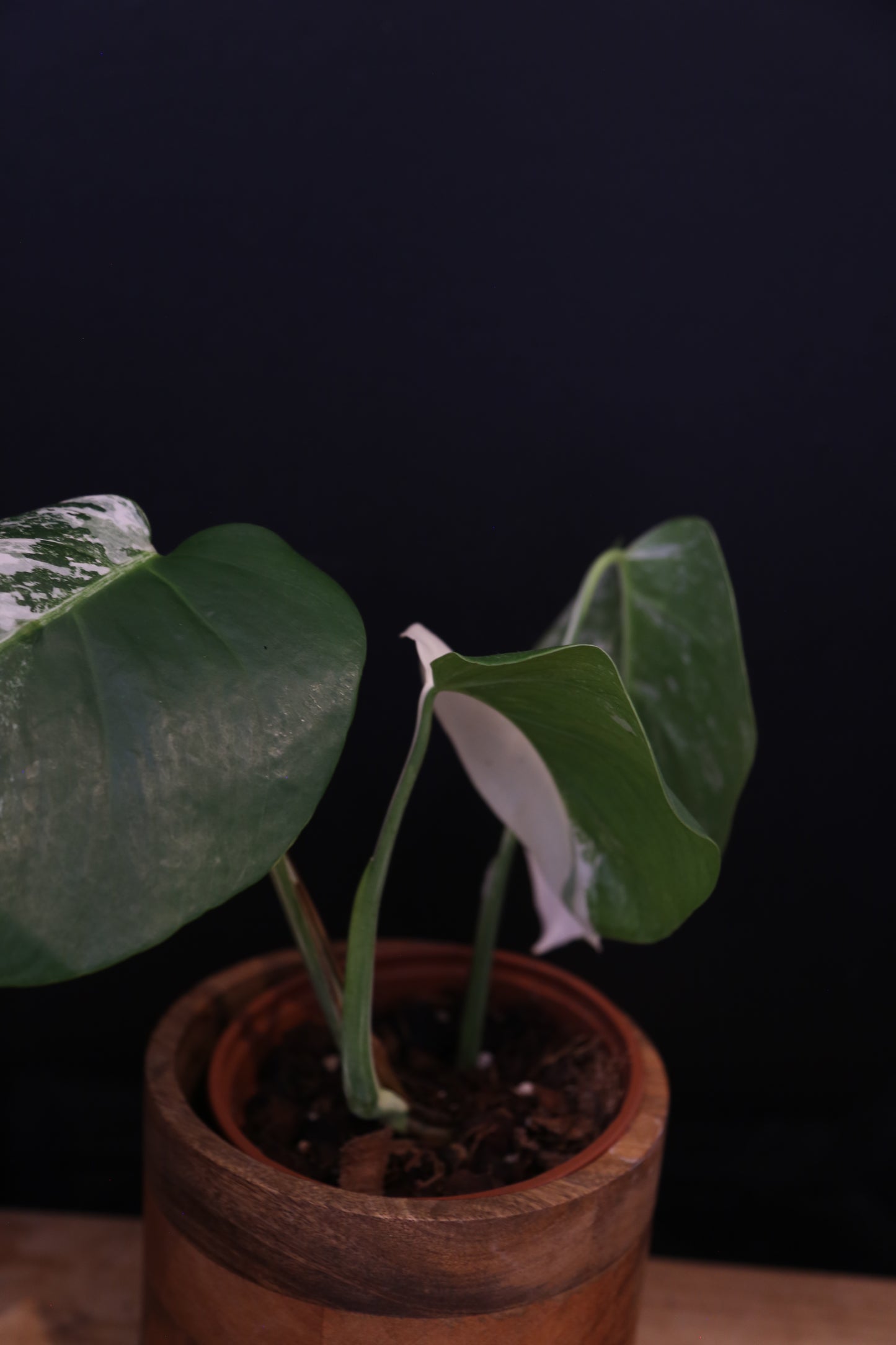 Monstera Albo Variegata - Half-moon Pattern - Rooted Potted Plant UK