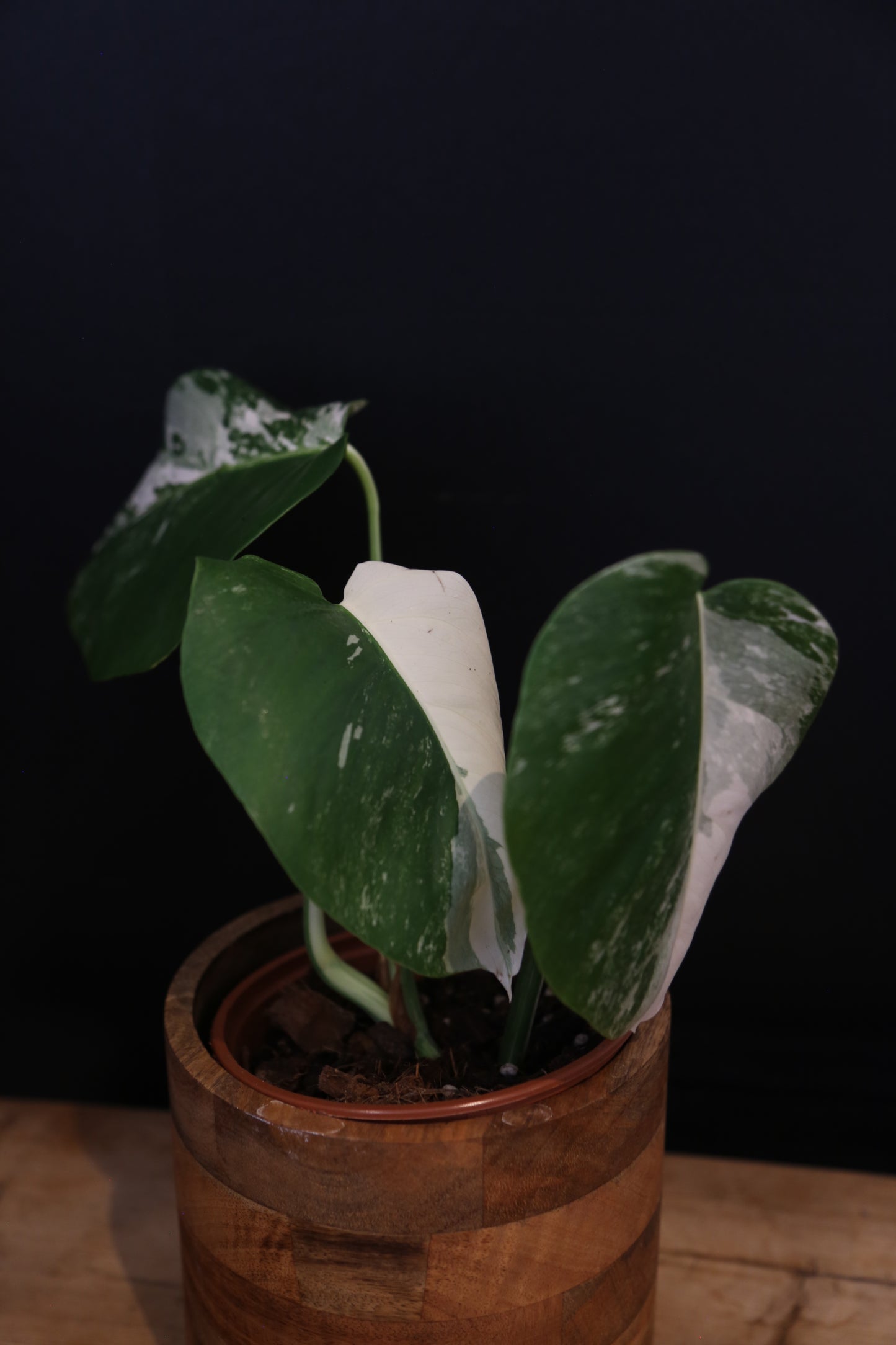 Monstera Albo Variegata - Half-moon Pattern - Rooted Potted Plant UK