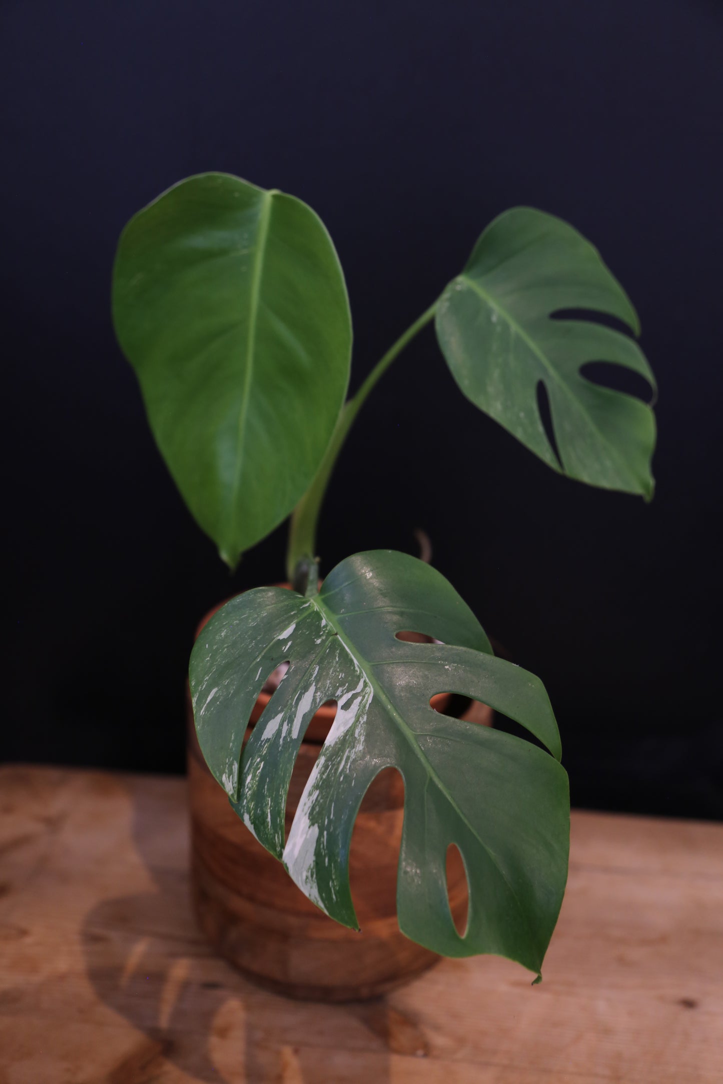 Growing - Monstera Deliciosa Albo Variegata - Minimal Variegation - Rooted Established Plant - Rare Aroid UK