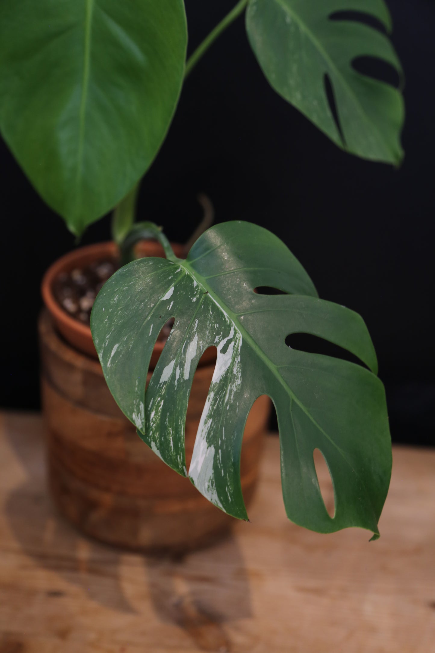 Growing - Monstera Deliciosa Albo Variegata - Minimal Variegation - Rooted Established Plant - Rare Aroid UK