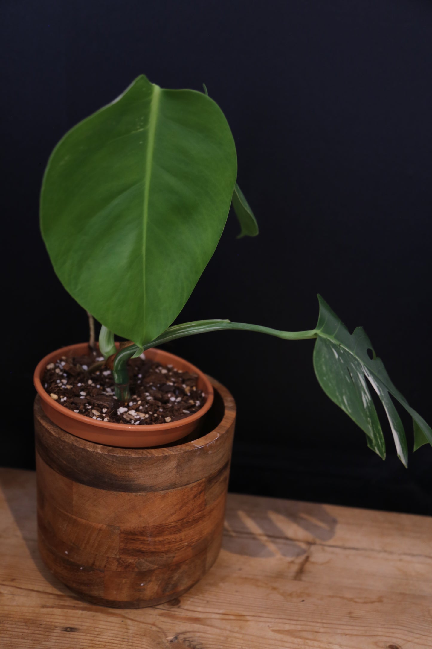 Growing - Monstera Deliciosa Albo Variegata - Minimal Variegation - Rooted Established Plant - Rare Aroid UK