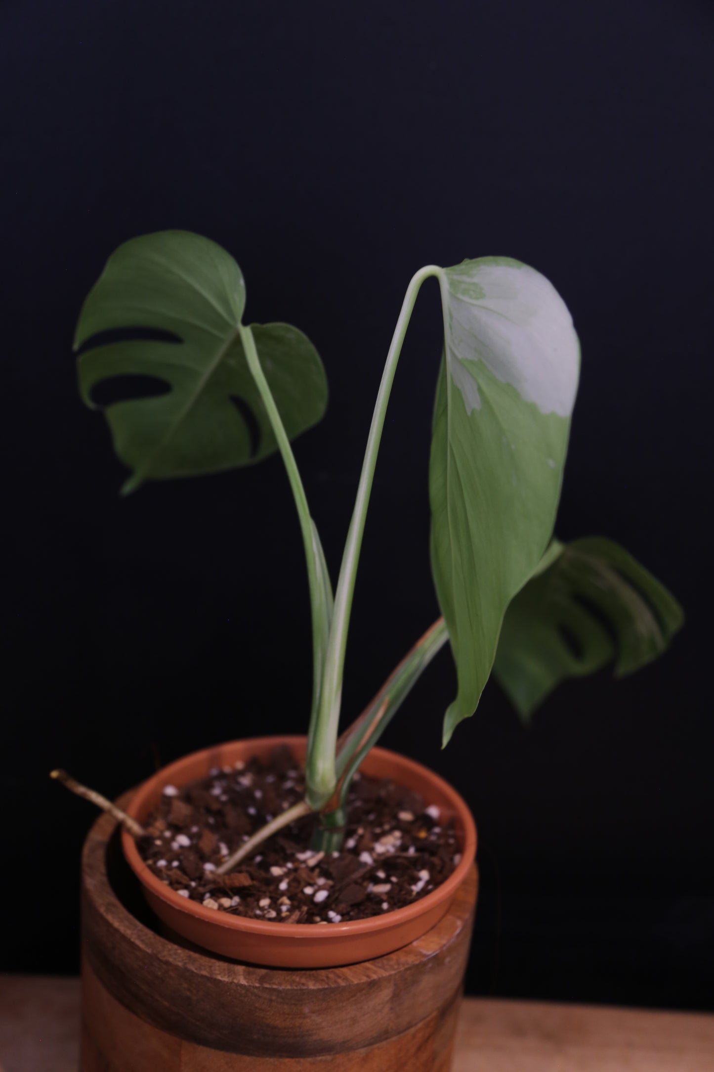 Growing - Monstera Deliciosa Albo Variegata - Minimal Variegation - Rooted Established Plant - Rare Aroid UK