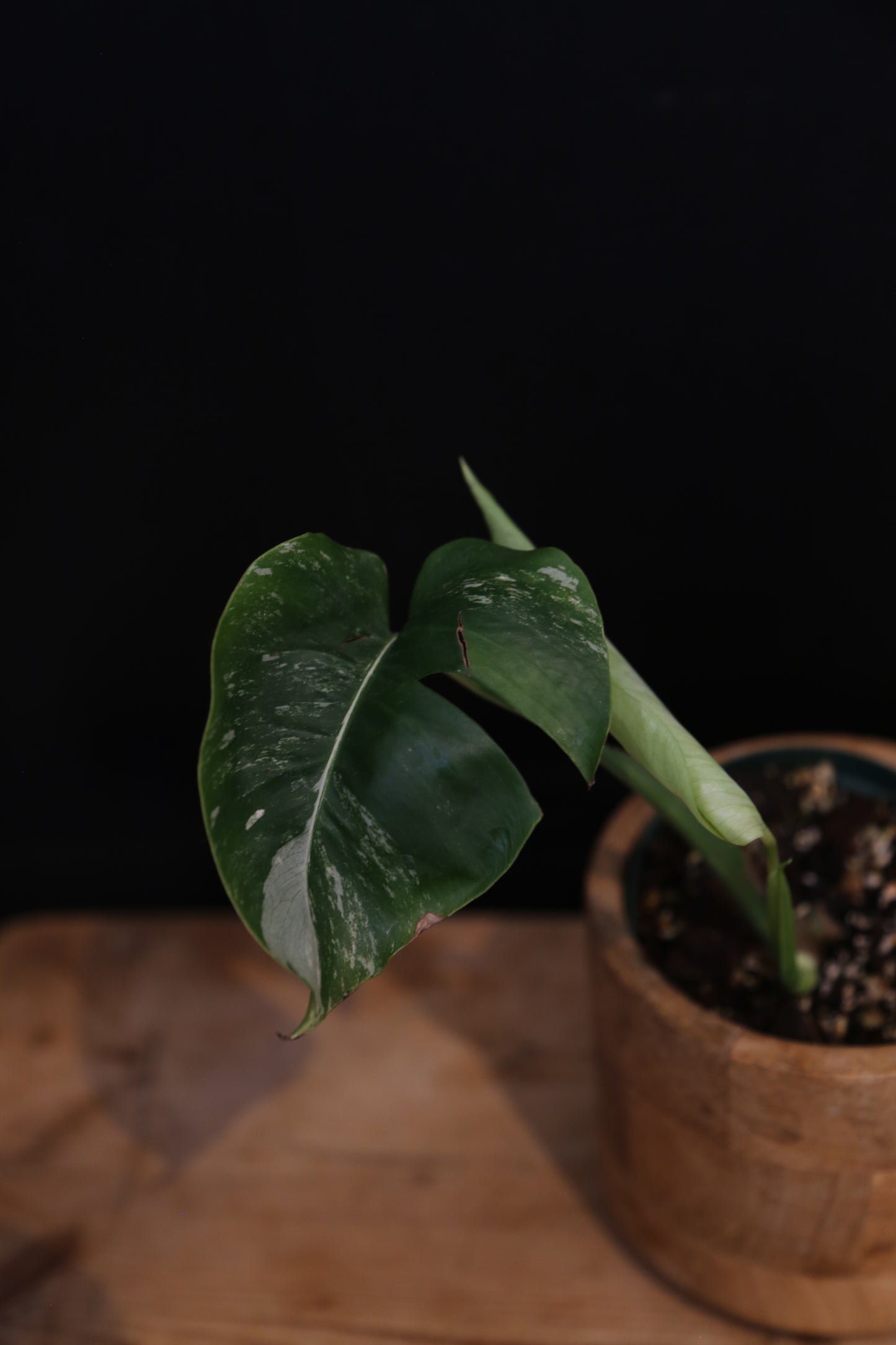 Growing - Monstera Deliciosa Albo Variegata - Speckled Variegation - New Leaf Coming - Rooted Plant UK