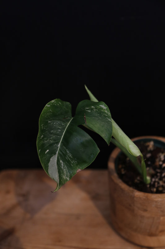 Growing - Monstera Deliciosa Albo Variegata - Speckled Variegation - New Leaf Coming - Rooted Plant UK