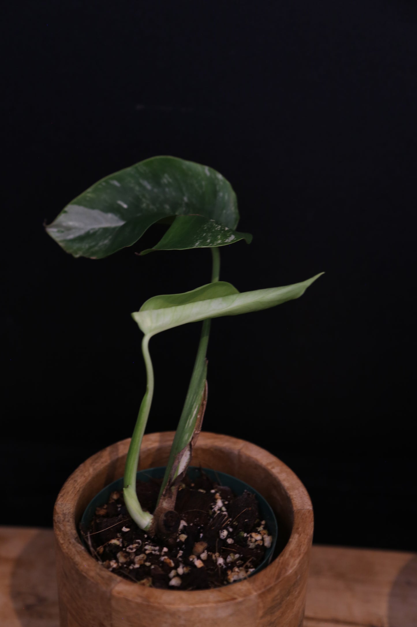 Growing - Monstera Deliciosa Albo Variegata - Speckled Variegation - New Leaf Coming - Rooted Plant UK