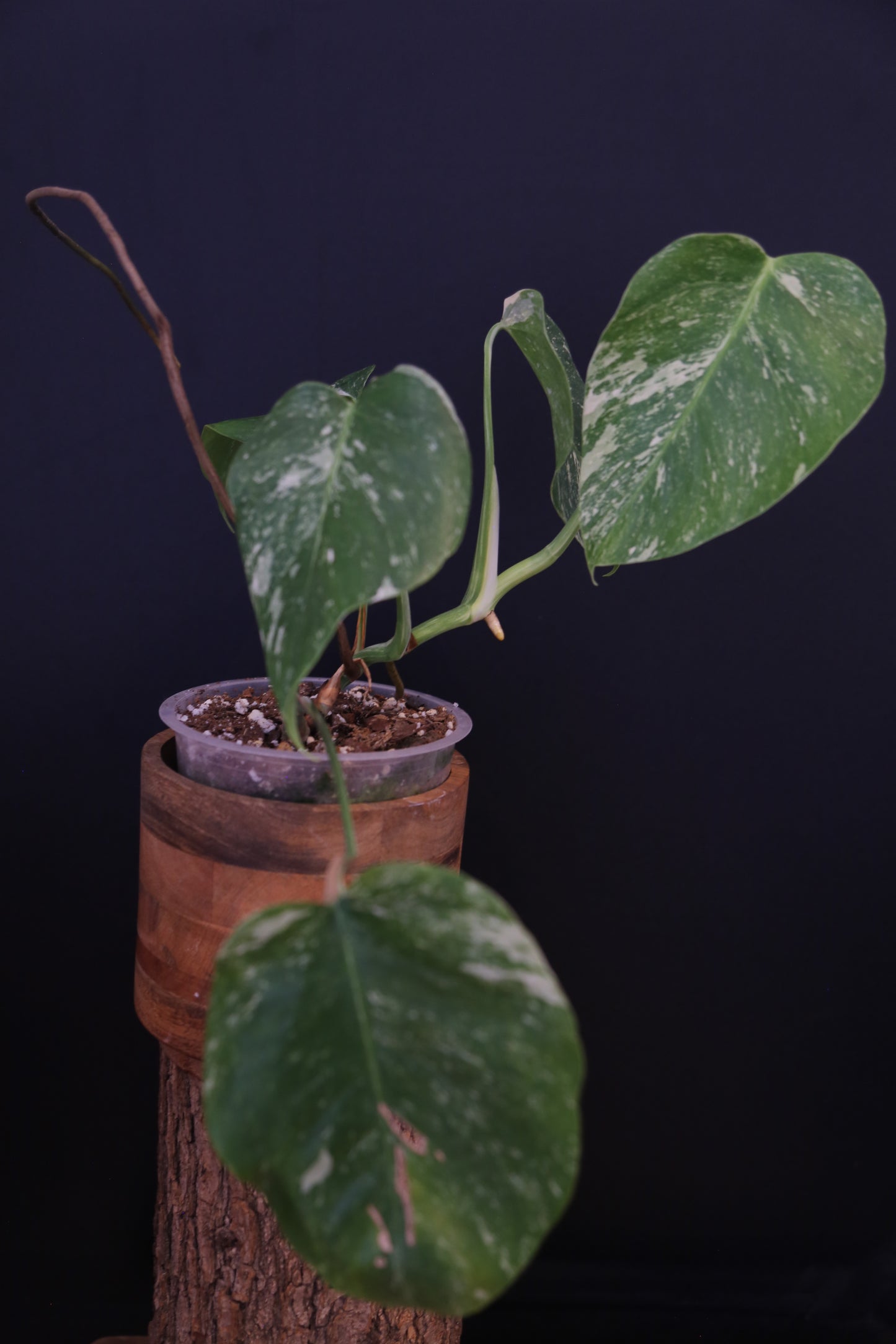 Growing - Monstera Deliciosa Albo Variegata - Speckled Variegation - 3 Leaves - Rooted Established Plant UK
