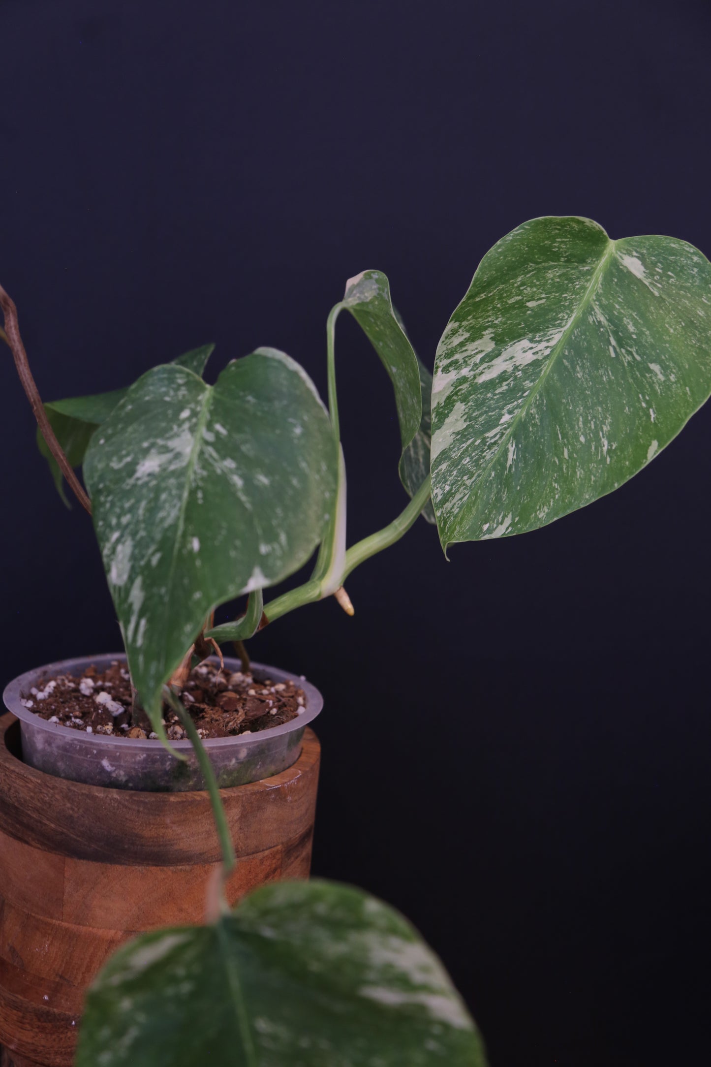 Growing - Monstera Deliciosa Albo Variegata - Speckled Variegation - 3 Leaves - Rooted Established Plant UK