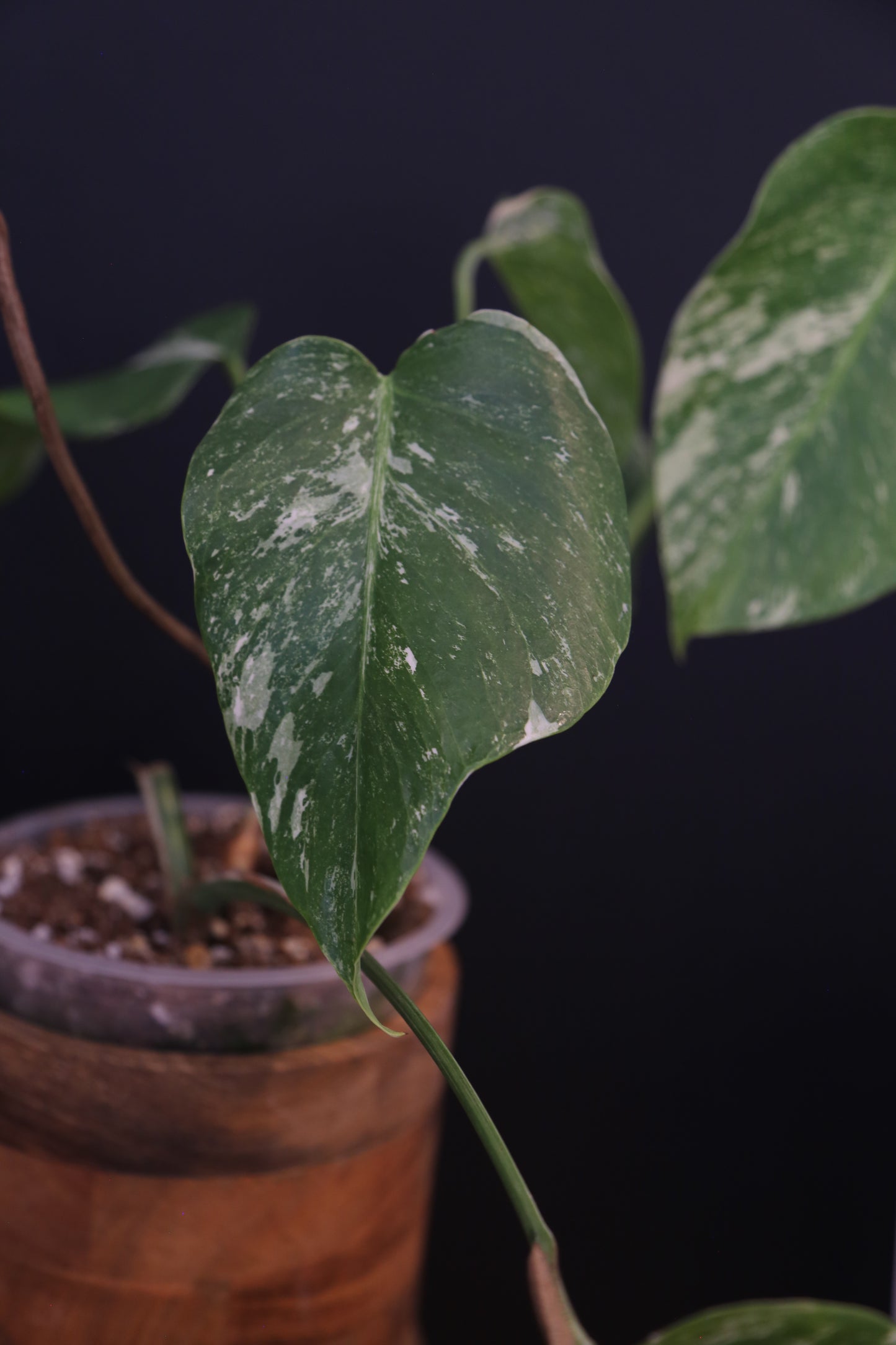 Growing - Monstera Deliciosa Albo Variegata - Speckled Variegation - 3 Leaves - Rooted Established Plant UK