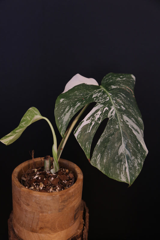 Growing - Monstera Deliciosa Albo Variegata - Heavy Variegation - New Leaf Unfurling - Rooted Plant UK