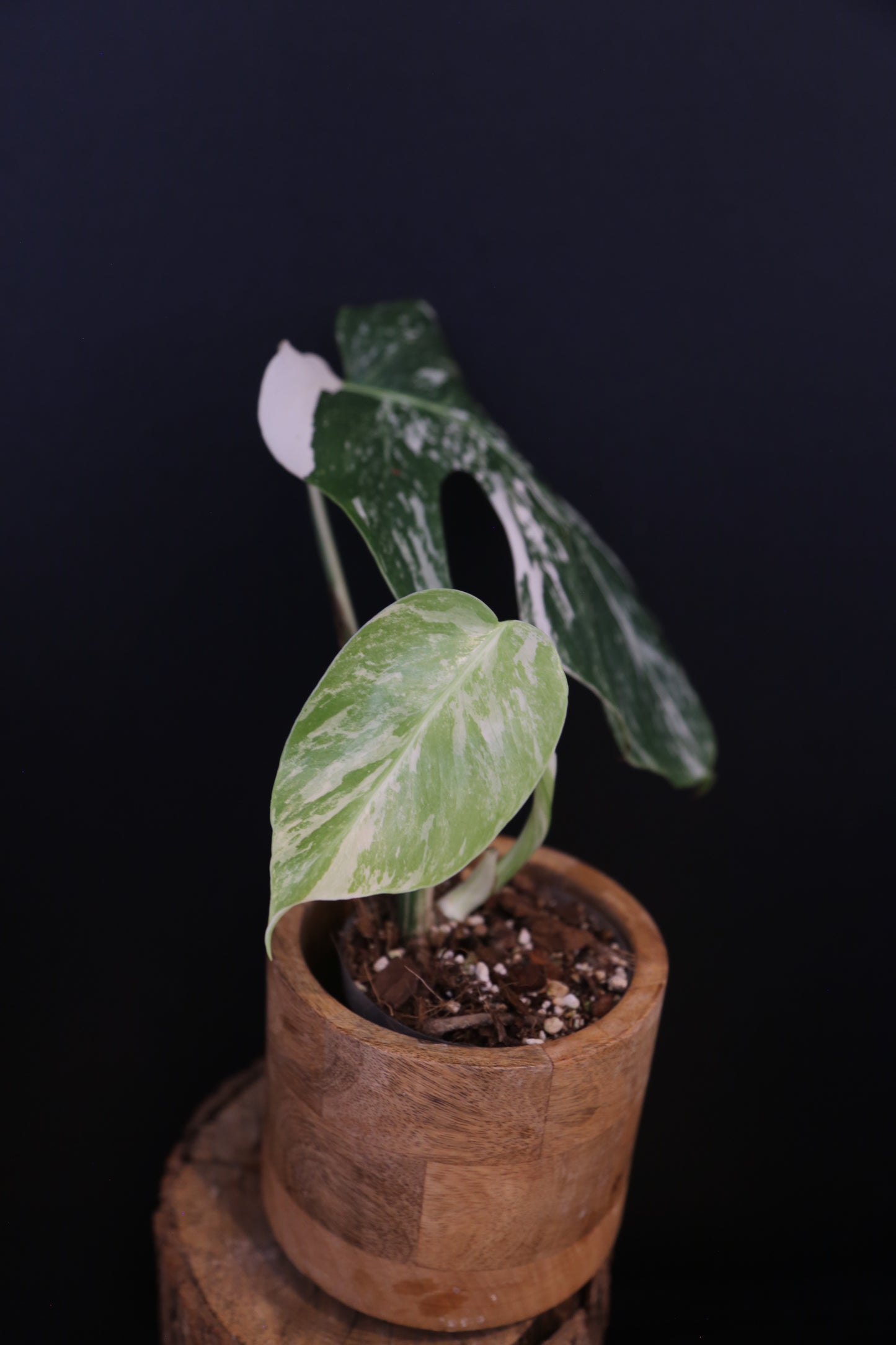 Growing - Monstera Deliciosa Albo Variegata - Heavy Variegation - New Leaf Unfurling - Rooted Plant UK