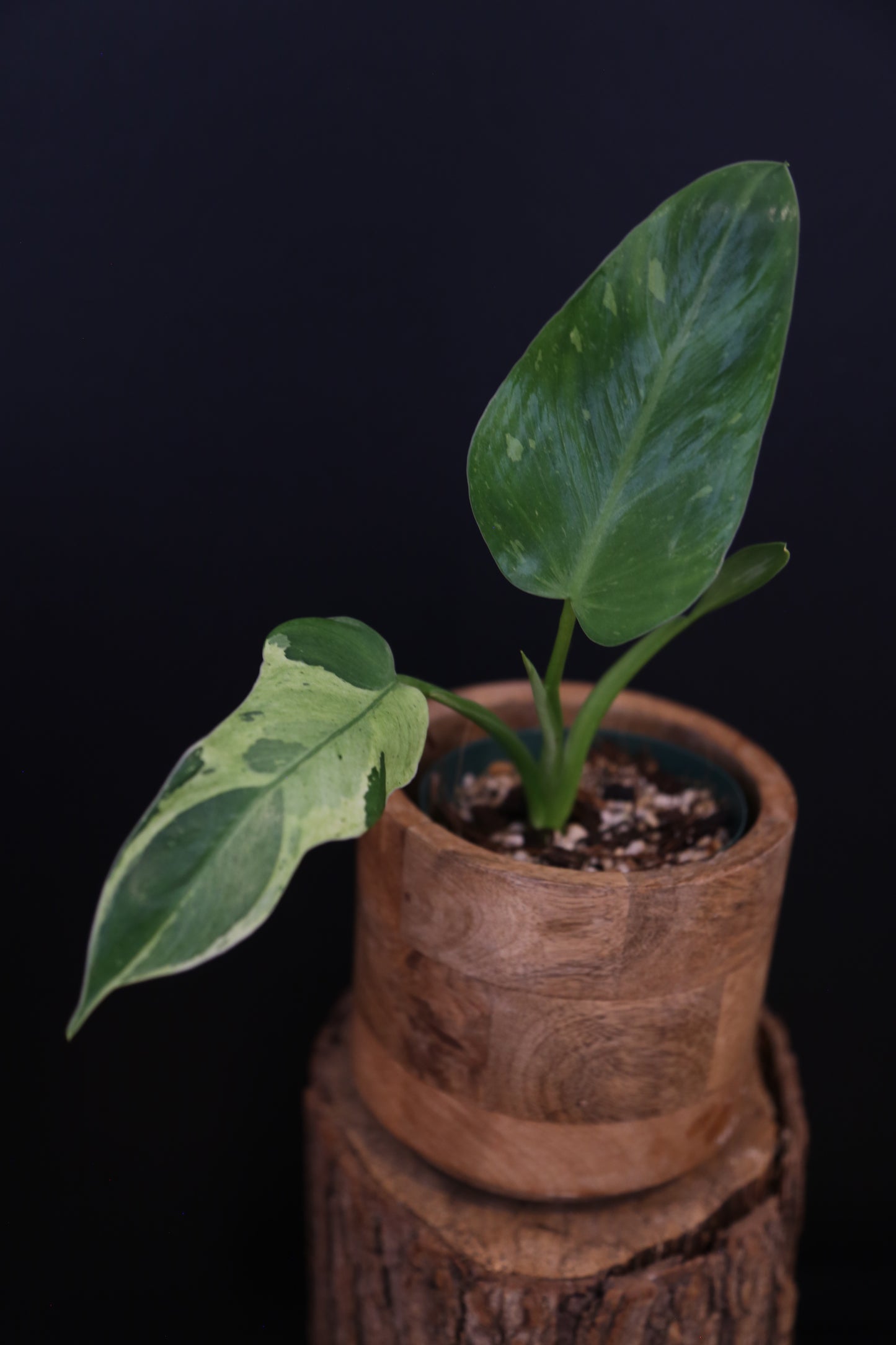 Growing - Philodendron Jose Buono Variegata - Cream Variegation - New Leaves Emerging - Rooted Plant UK