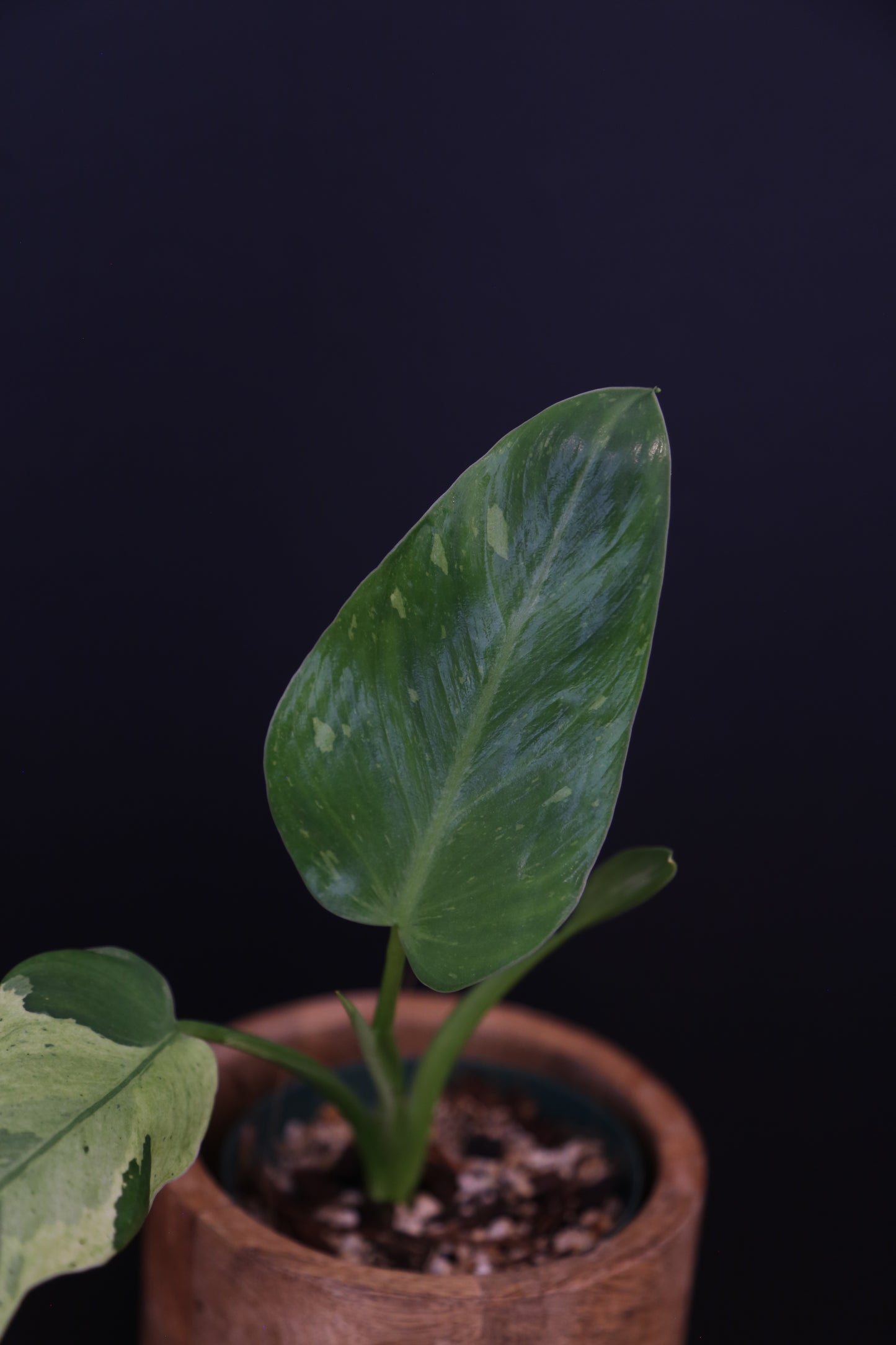 Growing - Philodendron Jose Buono Variegata - Cream Variegation - New Leaves Emerging - Rooted Plant UK