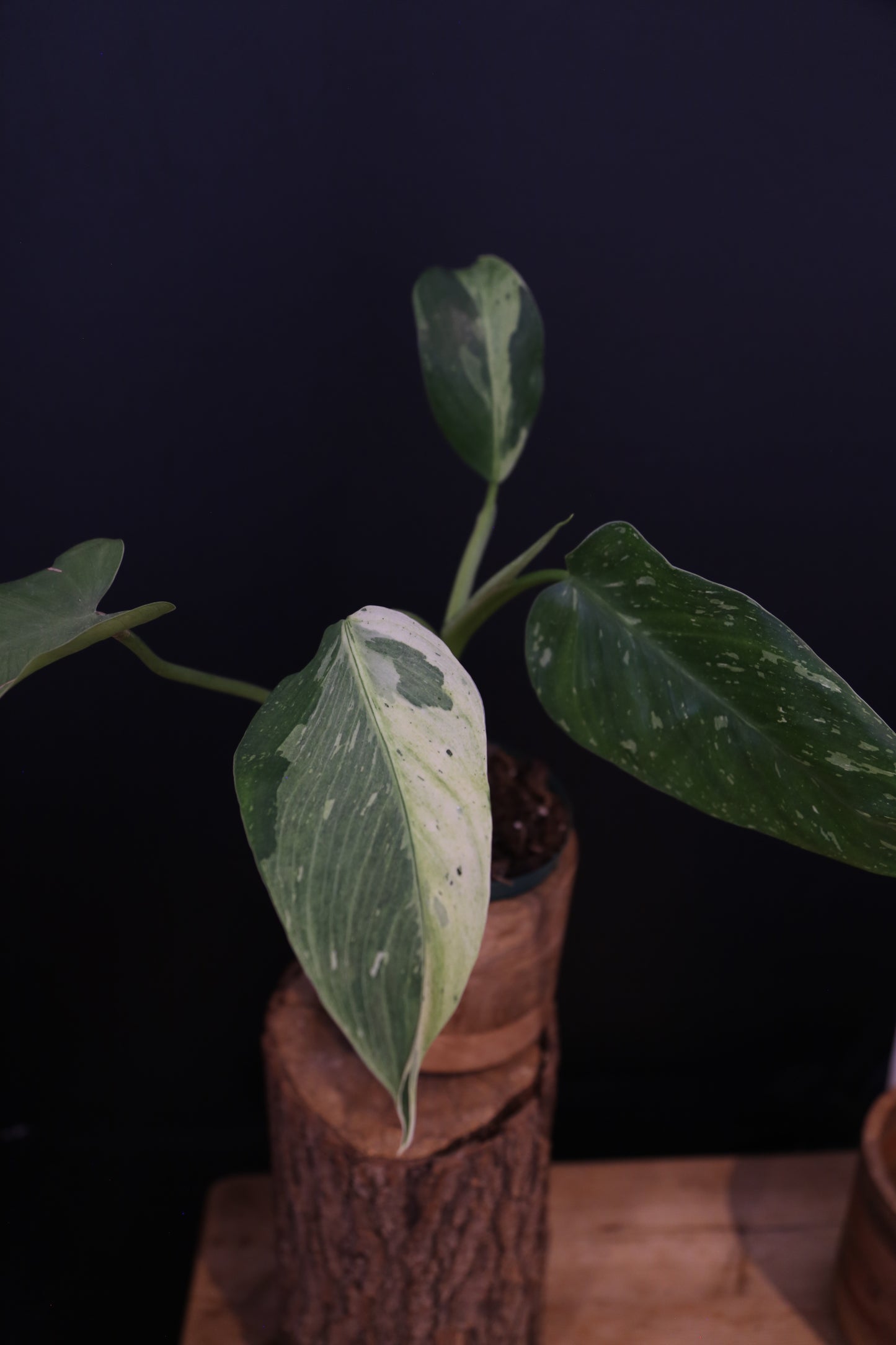 Growing - Philodendron Jose Buono Variegata - Heavy Cream Variegation - Multiple Leaves - Rooted Plant UK