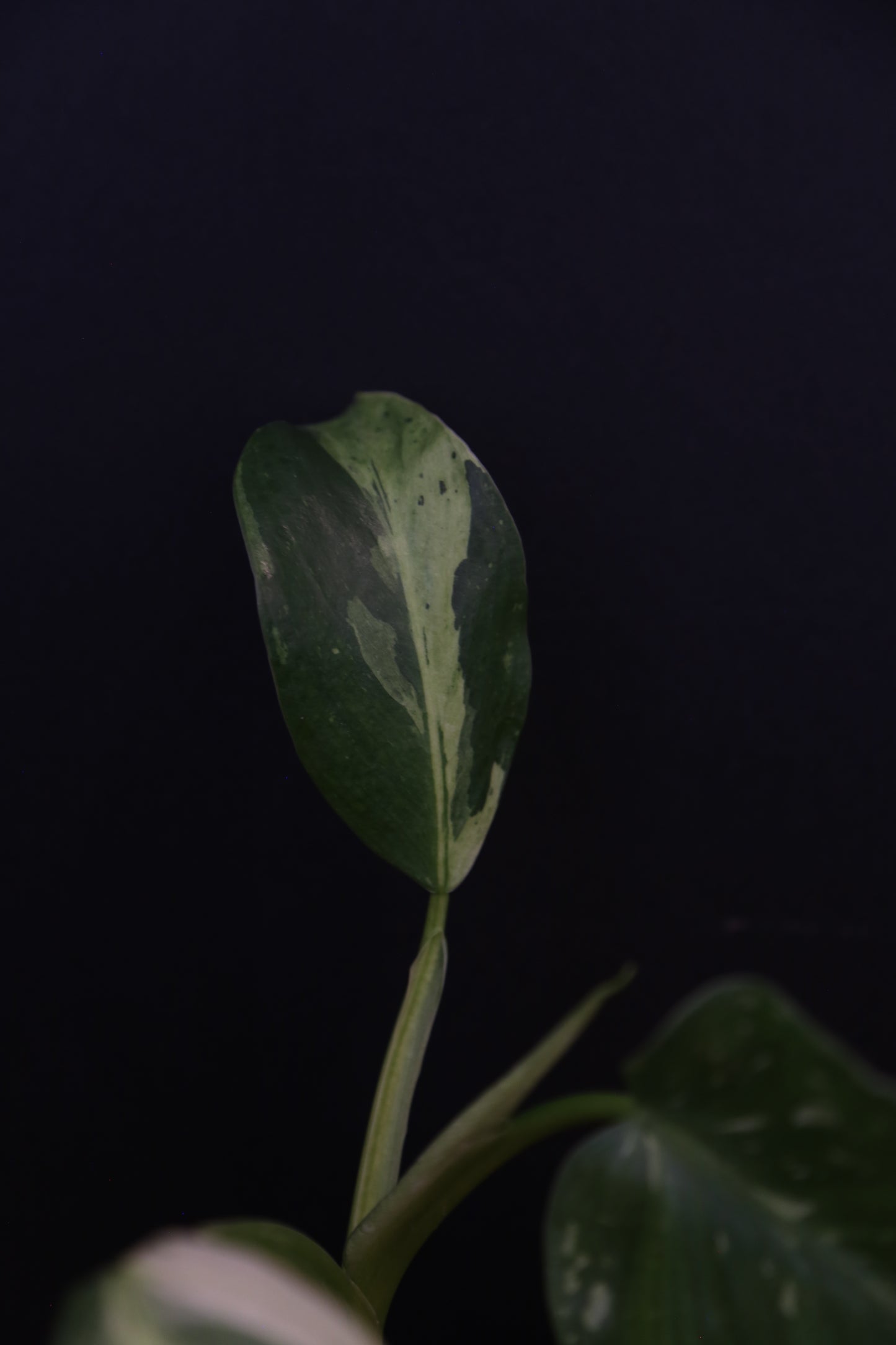 Growing - Philodendron Jose Buono Variegata - Heavy Cream Variegation - Multiple Leaves - Rooted Plant UK