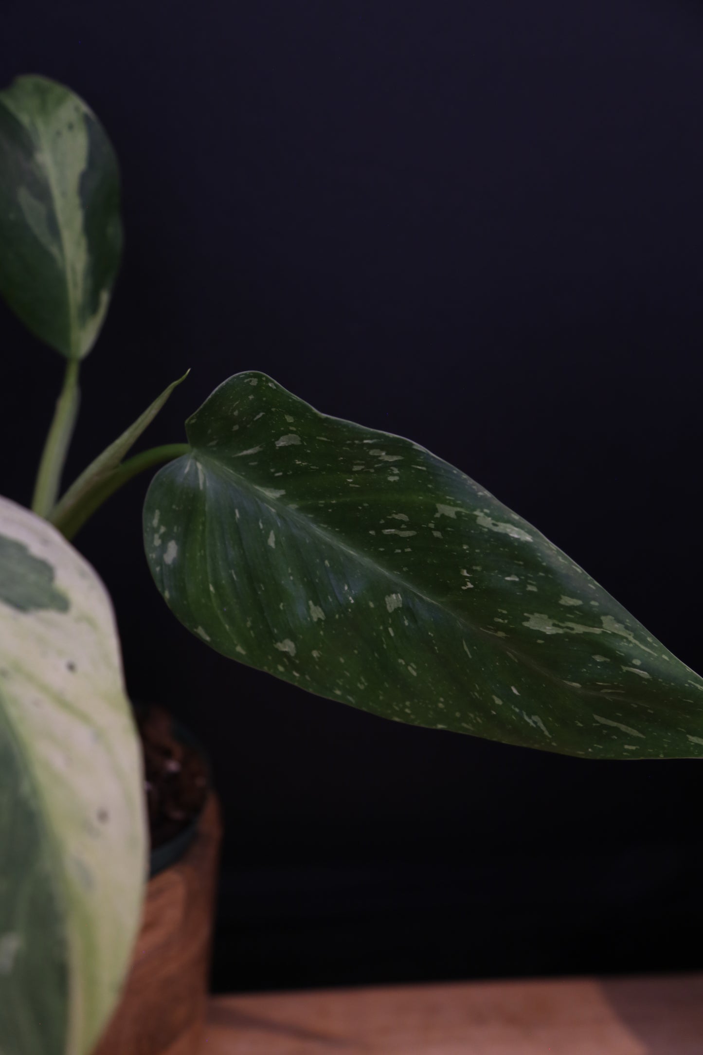 Growing - Philodendron Jose Buono Variegata - Heavy Cream Variegation - Multiple Leaves - Rooted Plant UK
