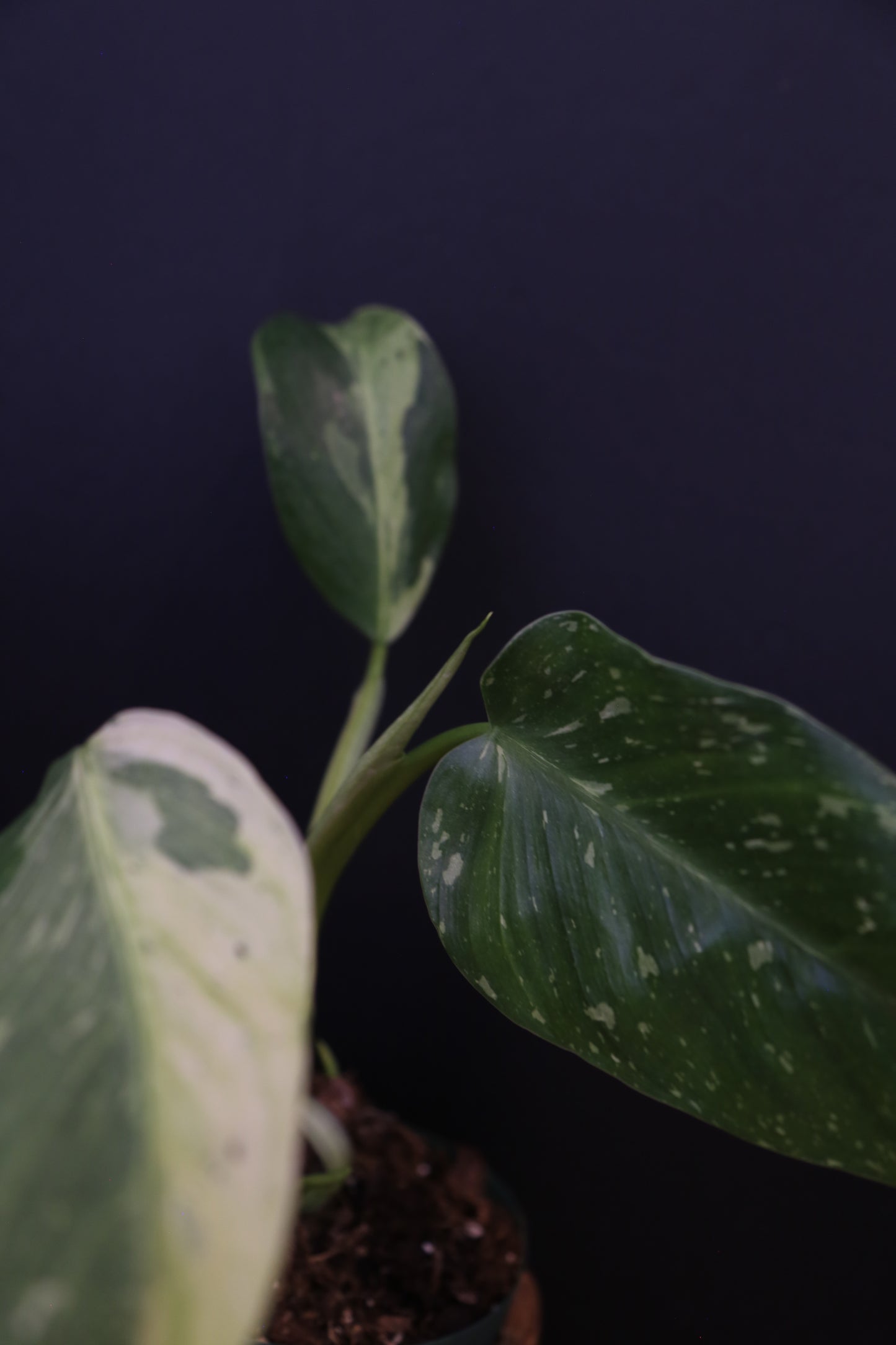 Growing - Philodendron Jose Buono Variegata - Heavy Cream Variegation - Multiple Leaves - Rooted Plant UK