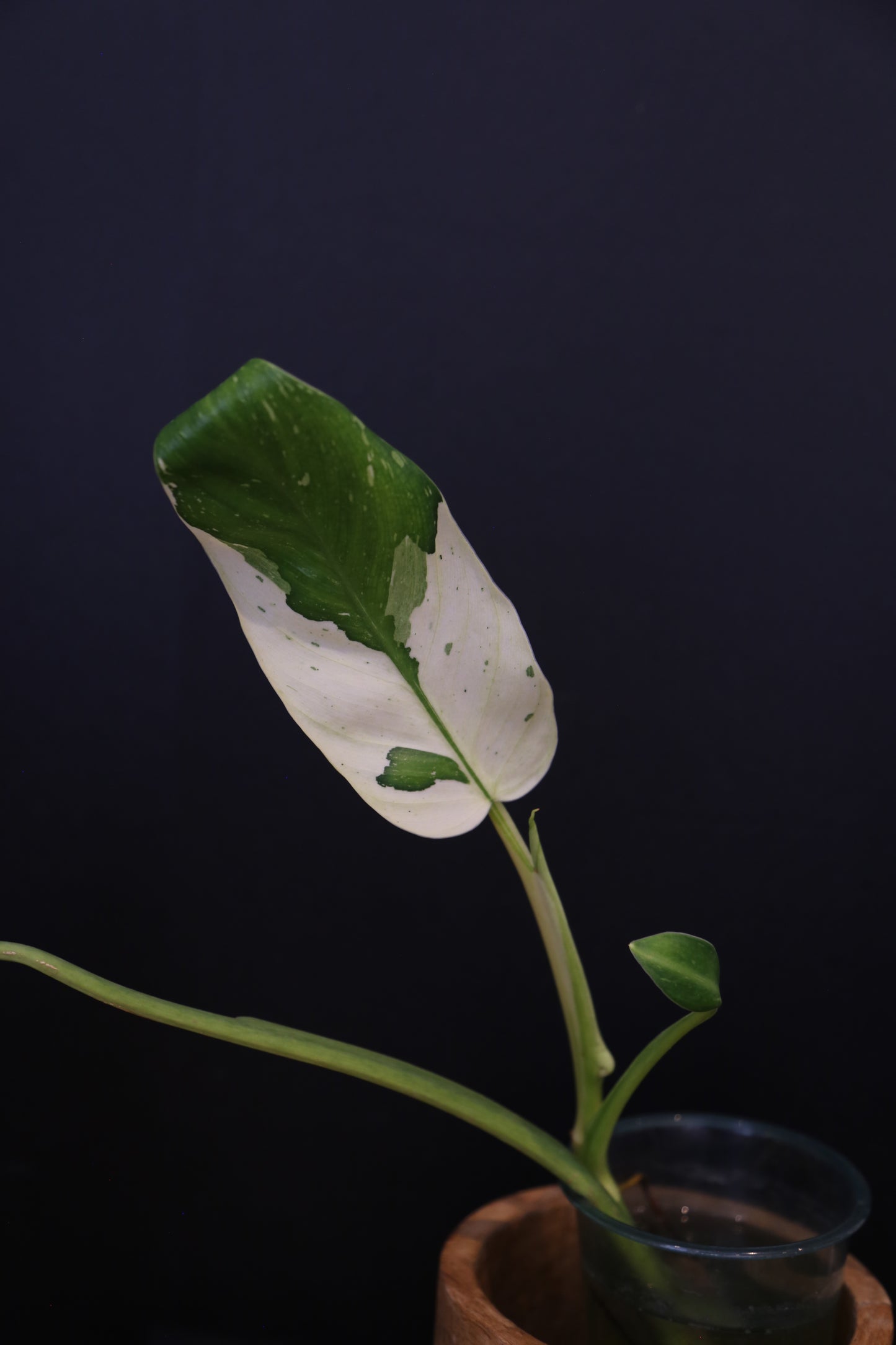 Growing - Philodendron Jose Buono Variegata - Heavily Variegated - New Bud Emerging - Rooted Plant UK