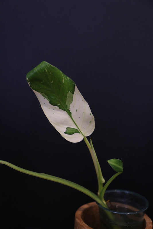 Growing - Philodendron Jose Buono Variegata - Heavily Variegated - New Bud Emerging - Rooted Plant UK