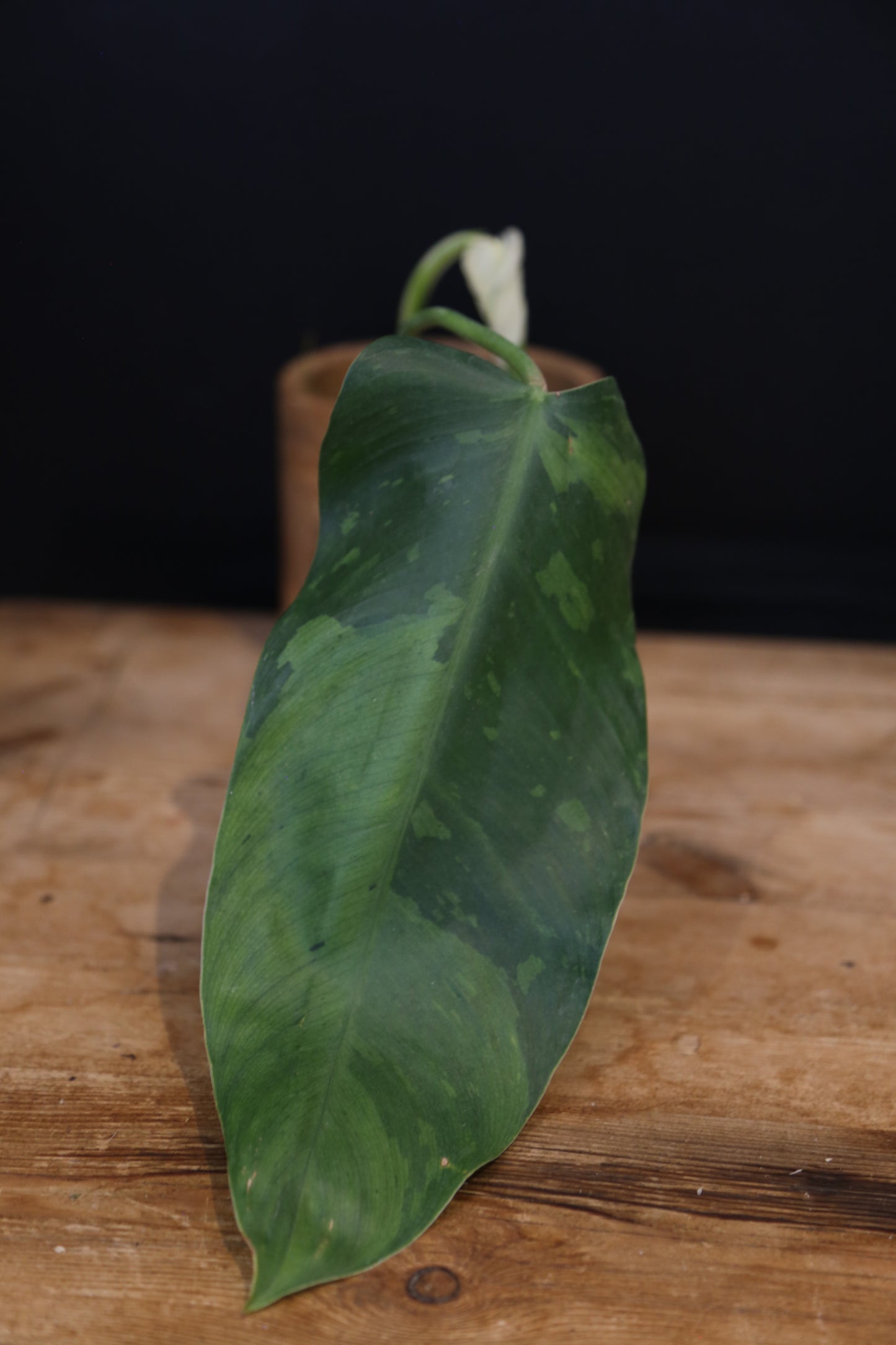 Growing - Philodendron Jose Buono Variegata - Minimal Variegation - New Leaf Unfurling - Hydroponic Grown UK