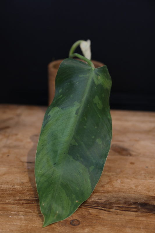 Growing - Philodendron Jose Buono Variegata - Minimal Variegation - New Leaf Unfurling - Hydroponic Grown UK