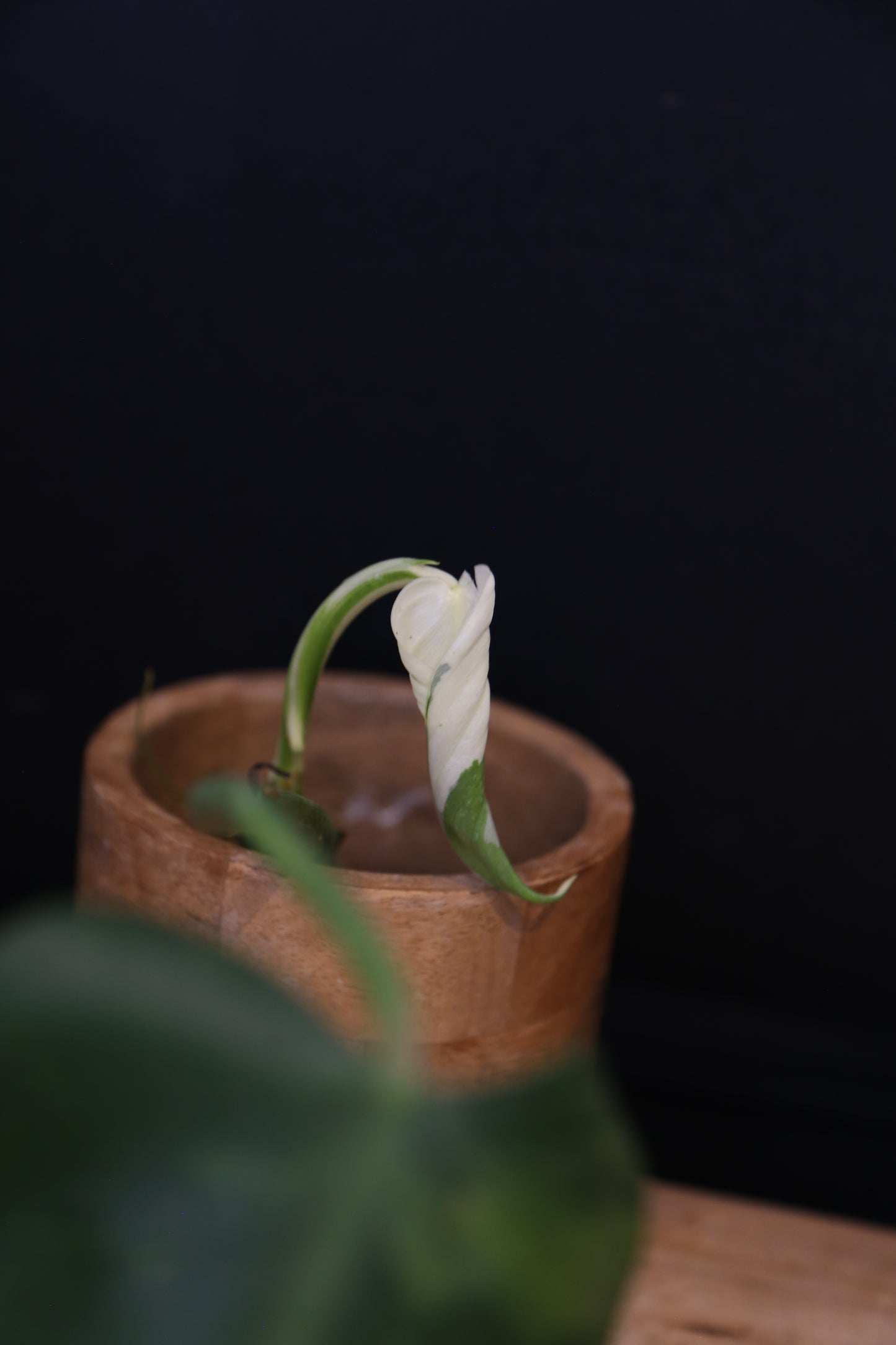 Growing - Philodendron Jose Buono Variegata - Minimal Variegation - New Leaf Unfurling - Hydroponic Grown UK