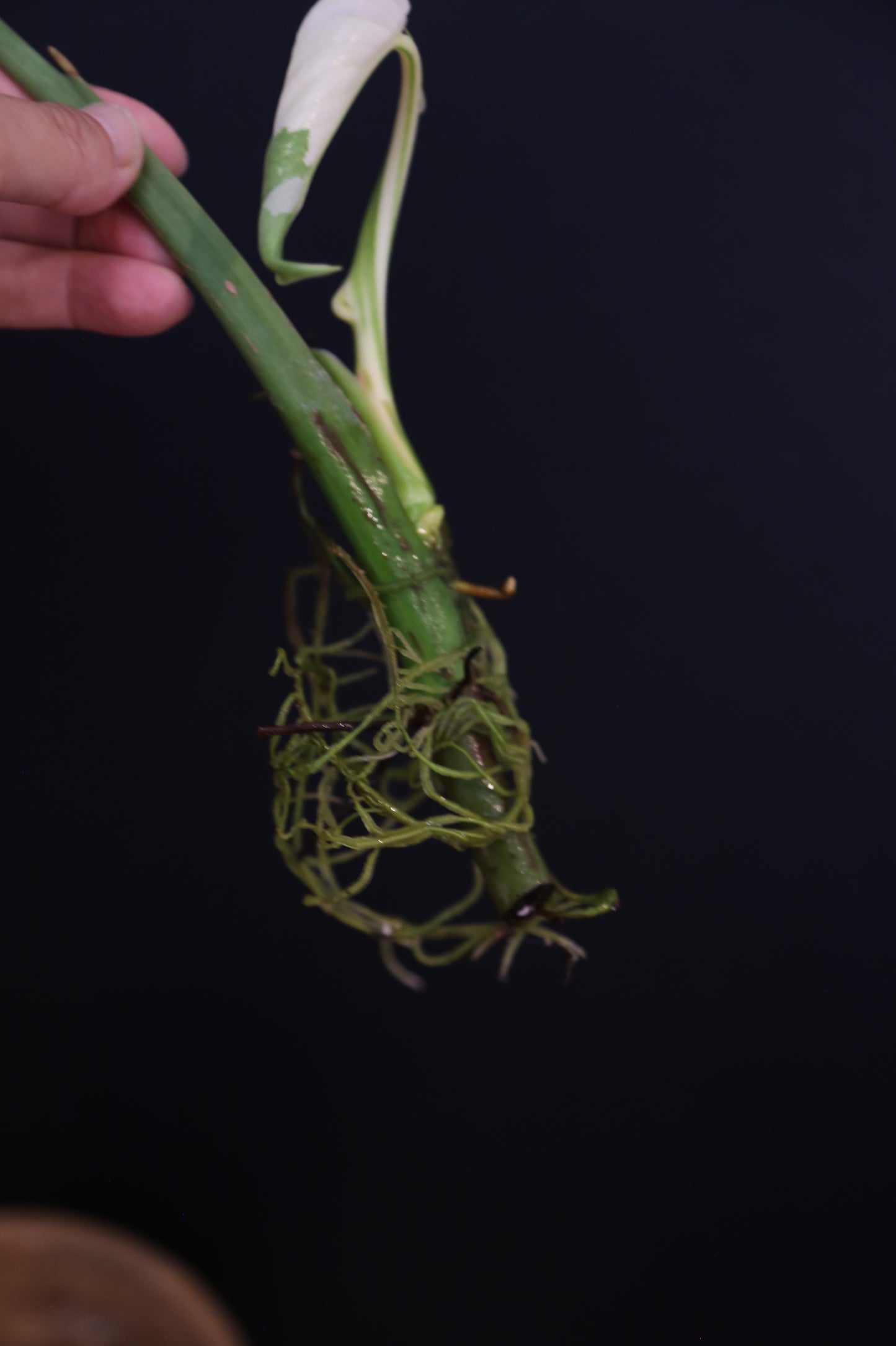 Growing - Philodendron Jose Buono Variegata - Minimal Variegation - New Leaf Unfurling - Hydroponic Grown UK