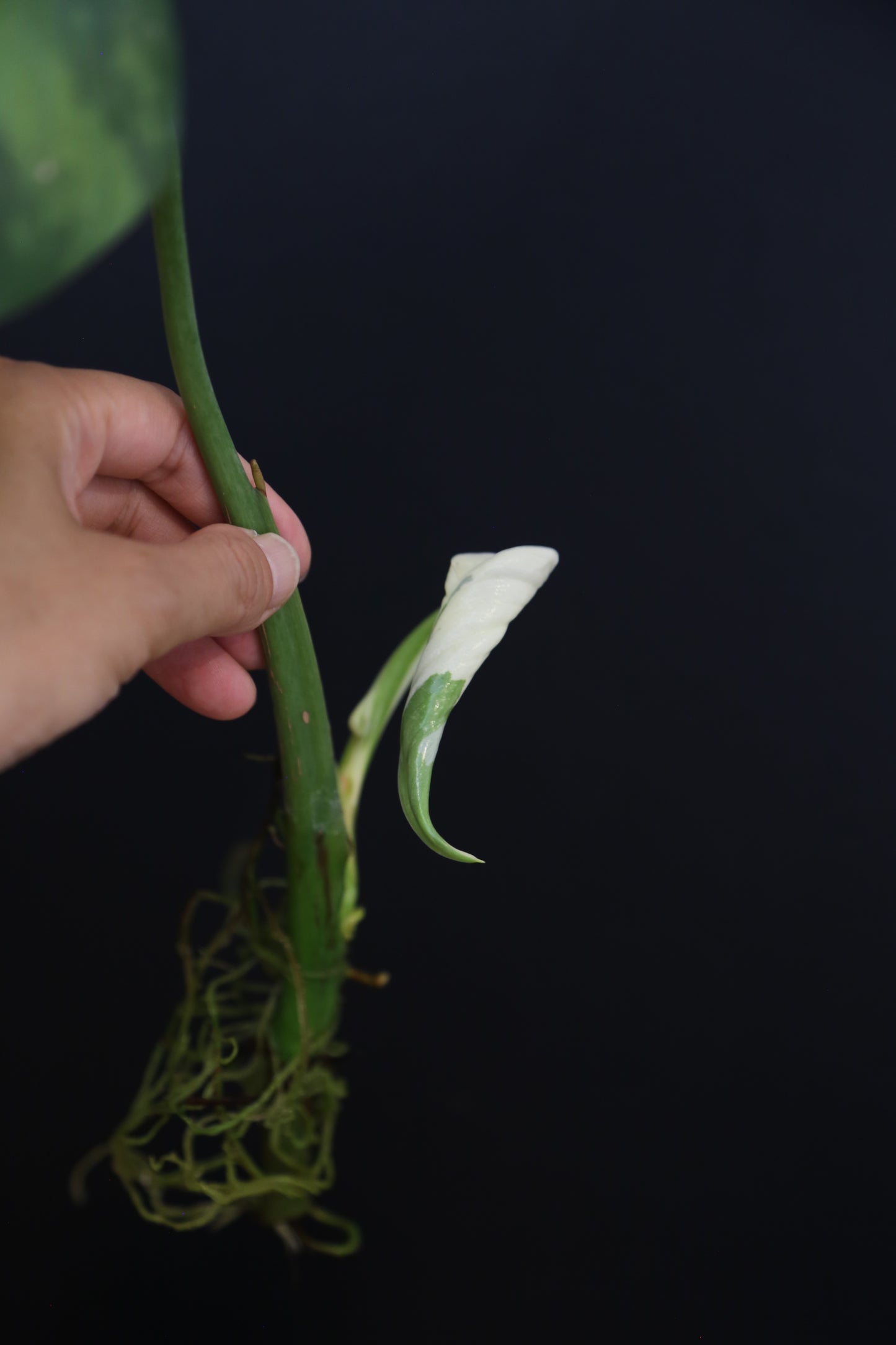 Growing - Philodendron Jose Buono Variegata - Minimal Variegation - New Leaf Unfurling - Hydroponic Grown UK
