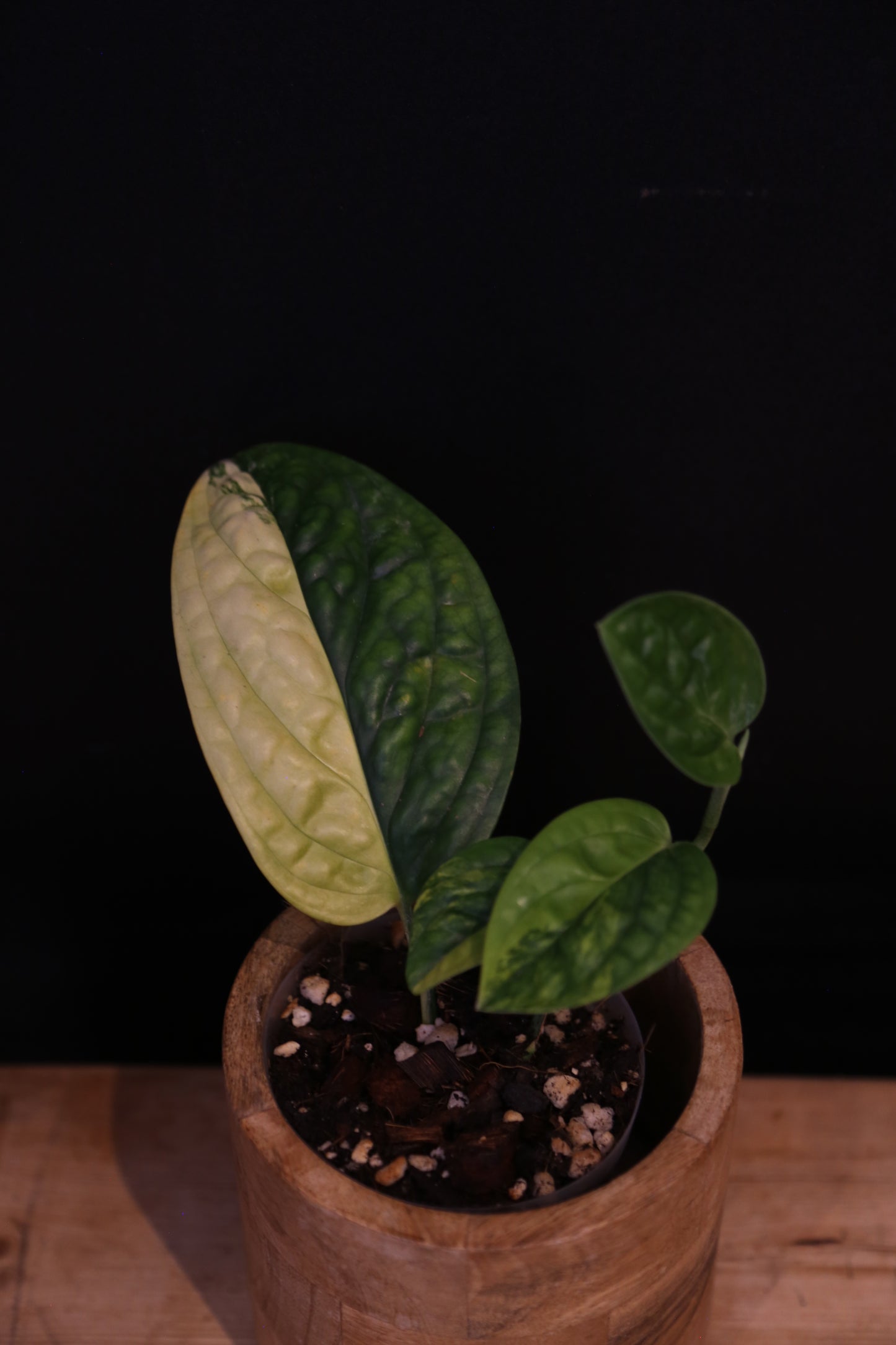 Half Moon - Monstera SP. Peru Variegata Karstenianum Variegated - Actively Growing - Rooted Plant UK