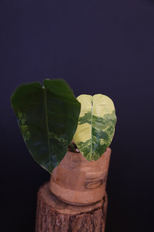 Philodendron Burle Marx Variegata - Contrasting Variegation - Rooted Established Plant UK