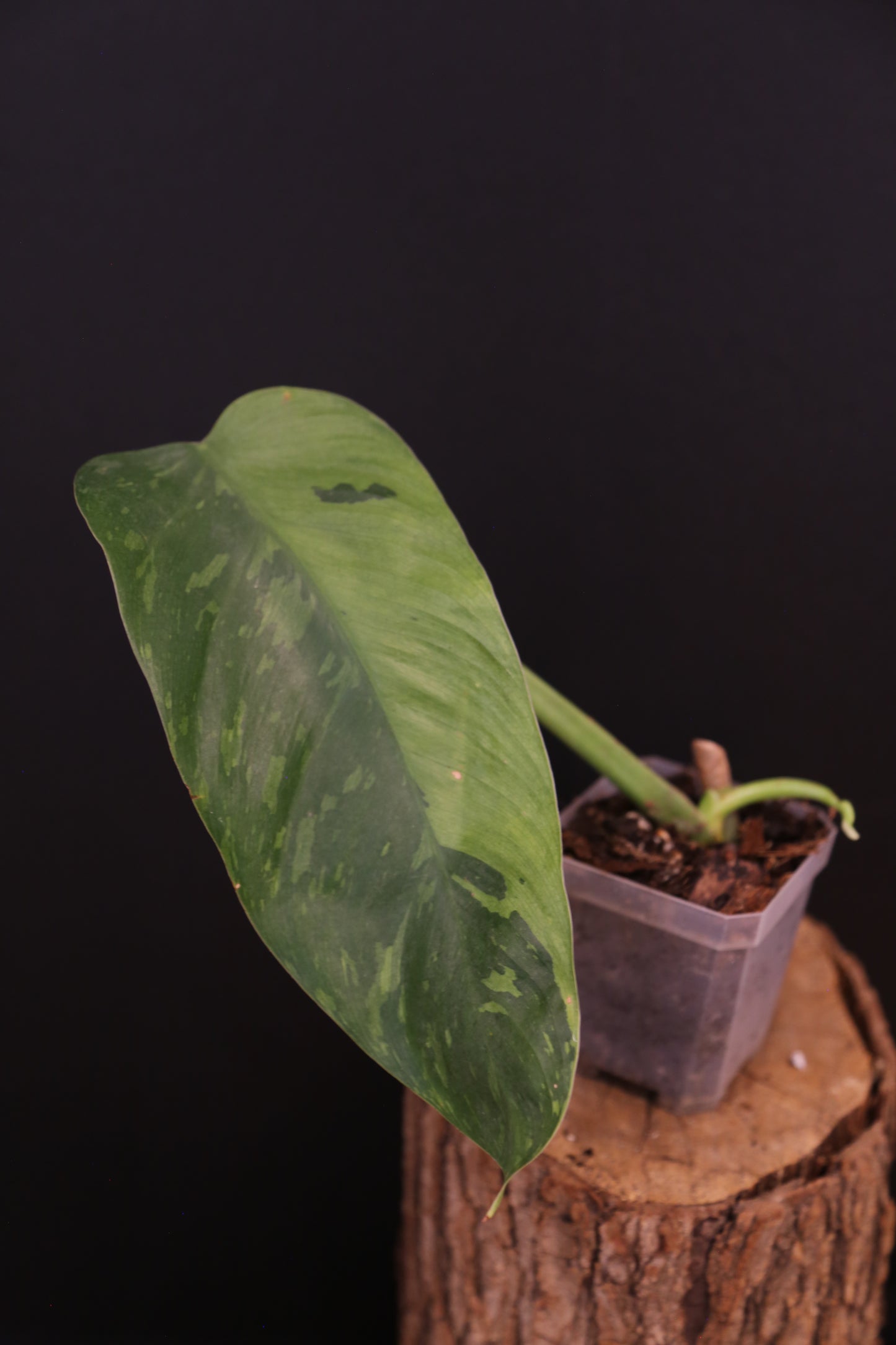 Philodendron Jose Buono Variegata - Beautiful Variegation