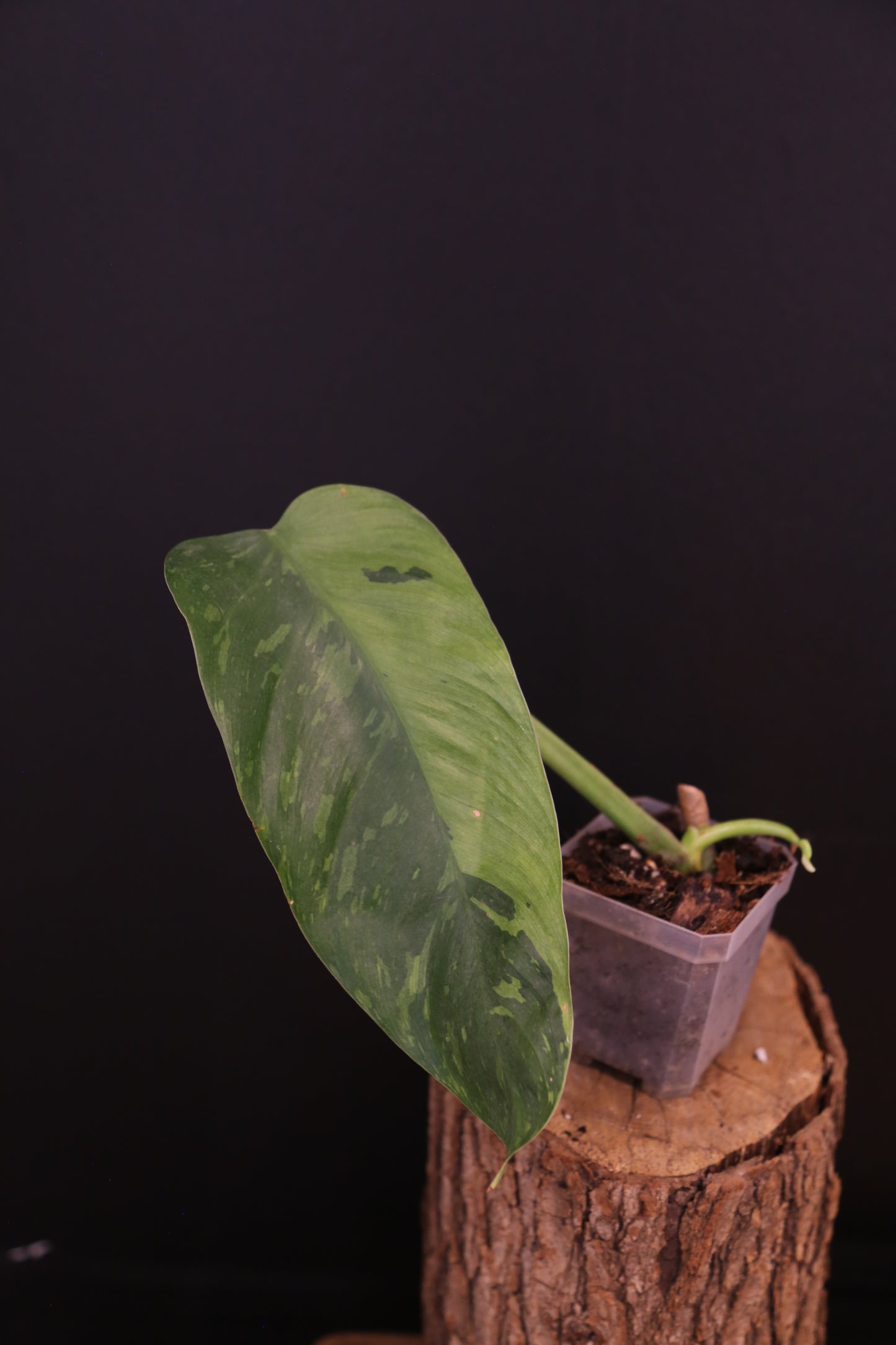 Philodendron Jose Buono Variegata - Beautiful Variegation
