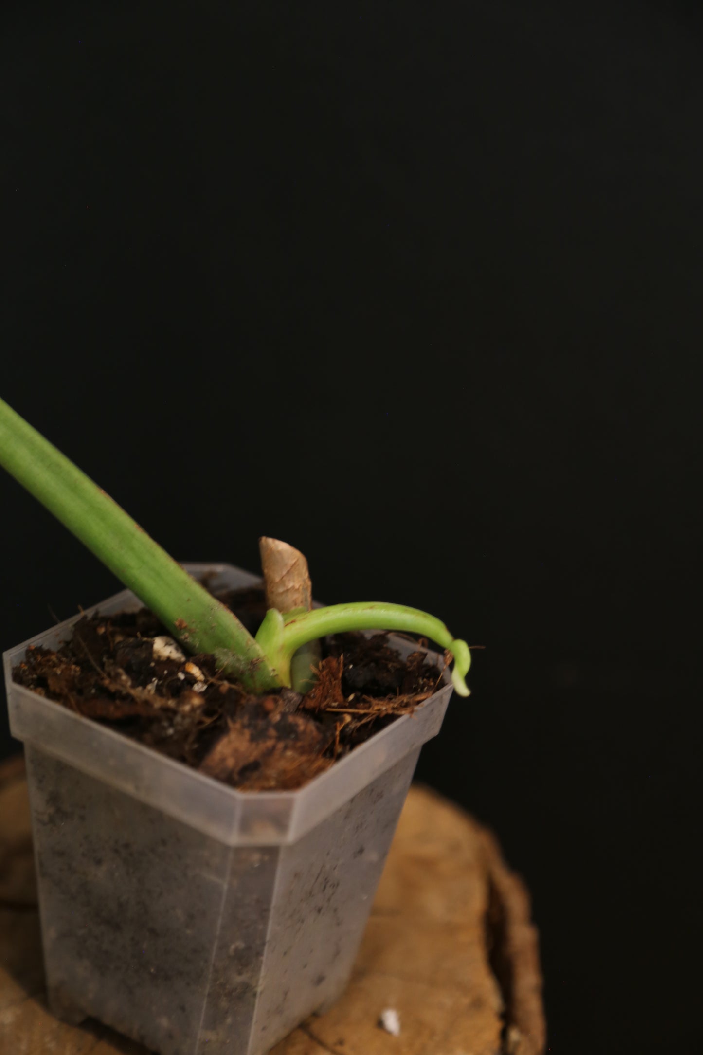 Philodendron Jose Buono Variegata - Beautiful Variegation