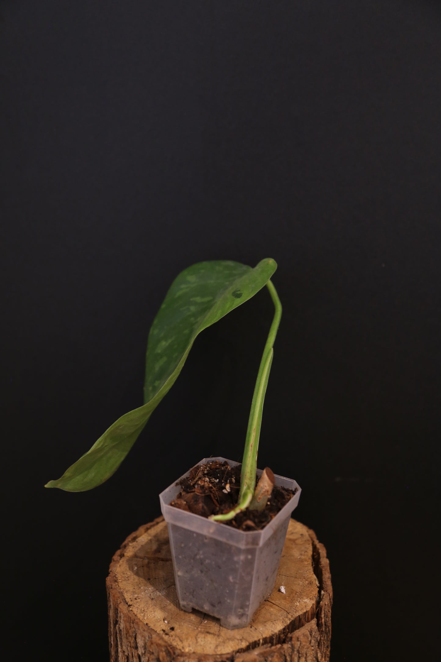 Philodendron Jose Buono Variegata - Beautiful Variegation