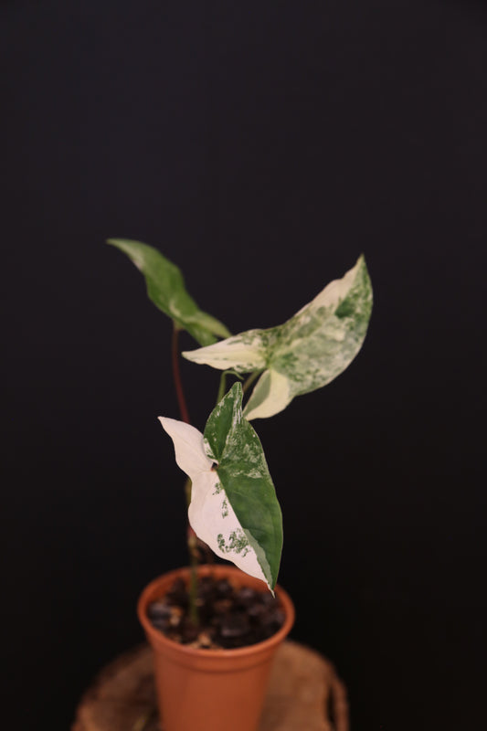 Syngonium Podophyllum Albo Variegata - Heavy Variegation