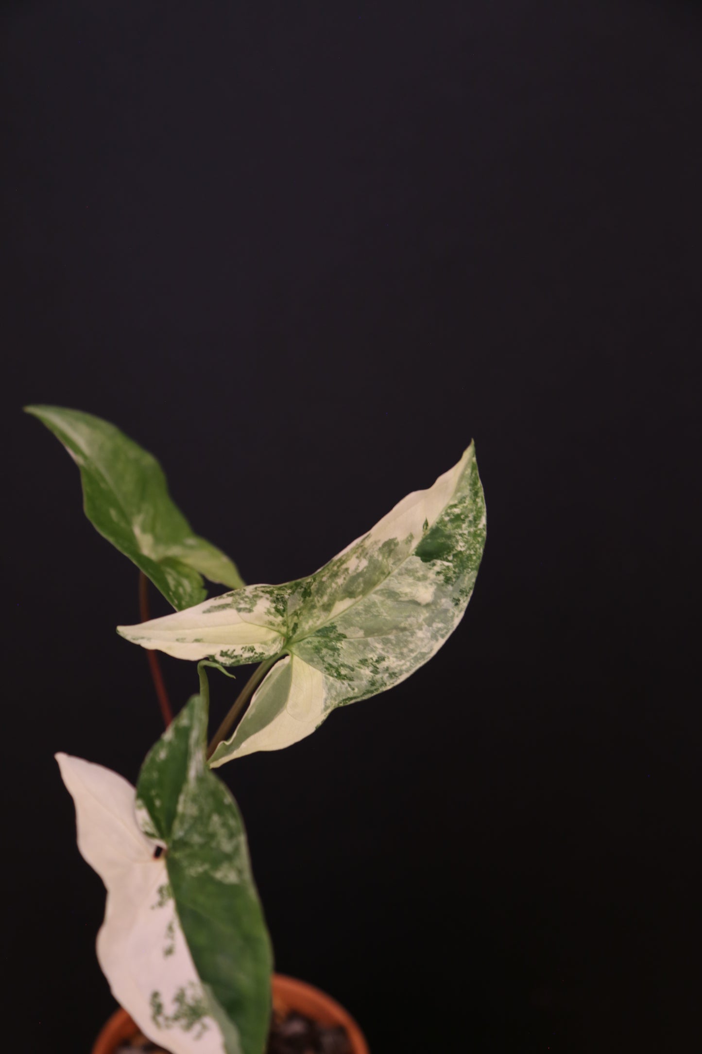 Syngonium Podophyllum Albo Variegata - Heavy Variegation