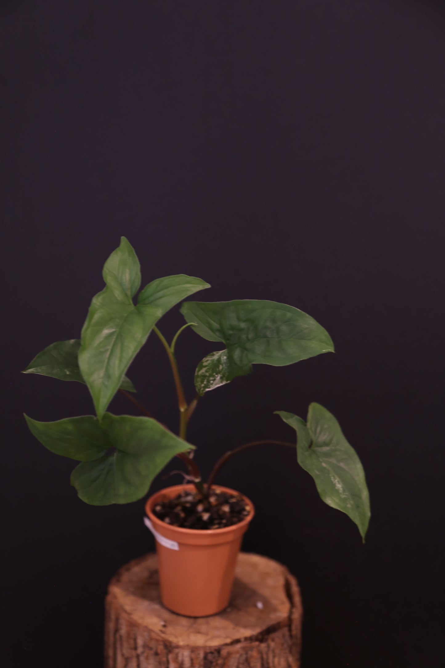 Syngonium Podophyllum Albo Variegata - Lush Full Plant - Rooted Established Plant UK