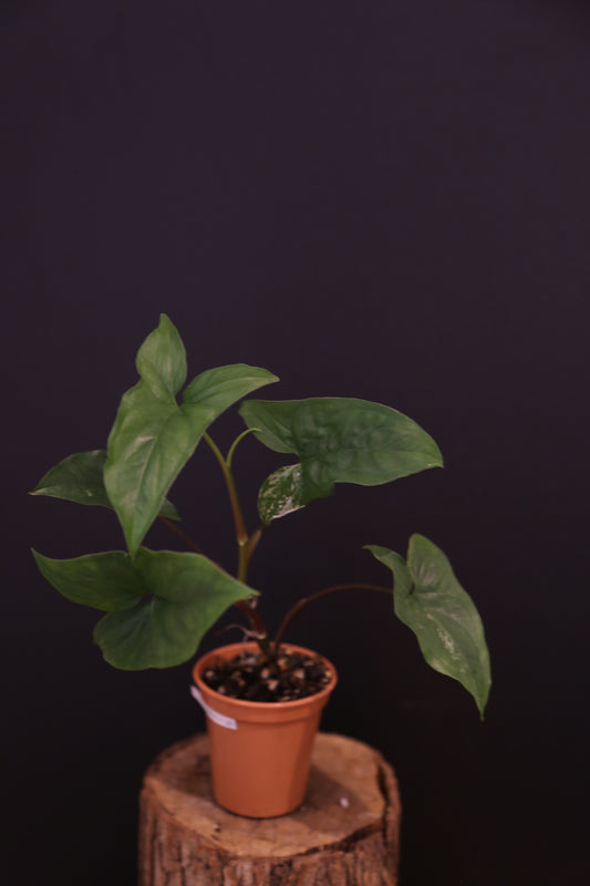 Syngonium Podophyllum Albo Variegata - Lush Full Plant - Rooted Established Plant UK