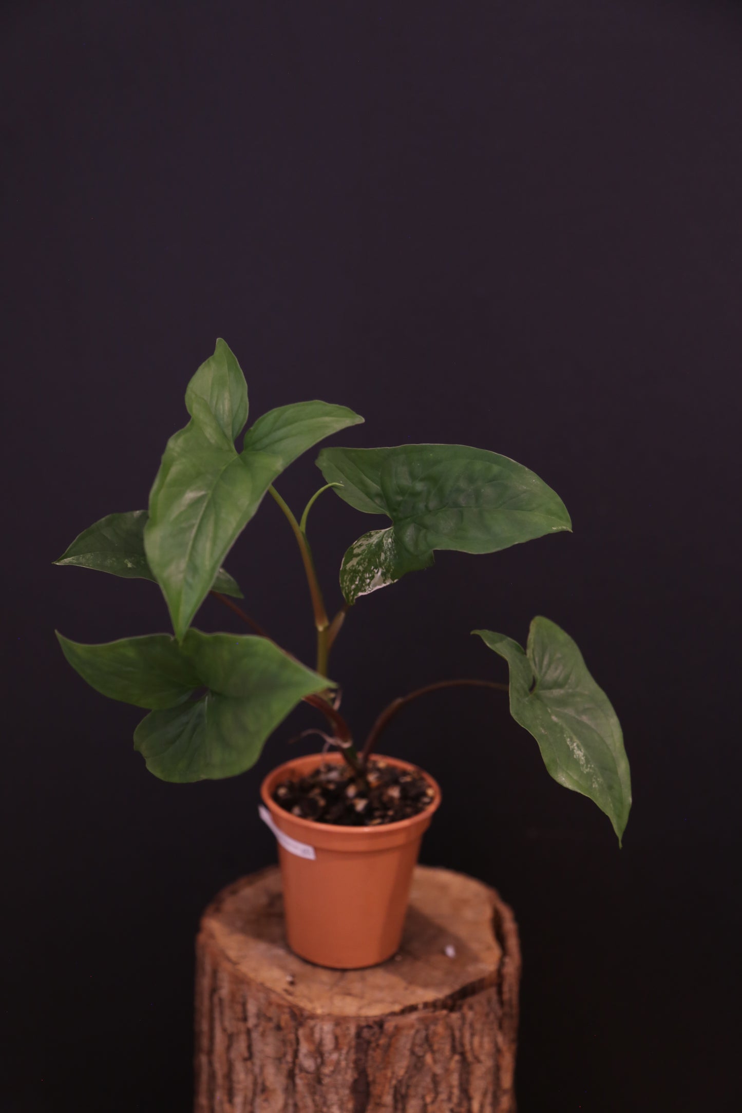 Syngonium Podophyllum Albo Variegata - Lush Full Plant - Rooted Established Plant UK
