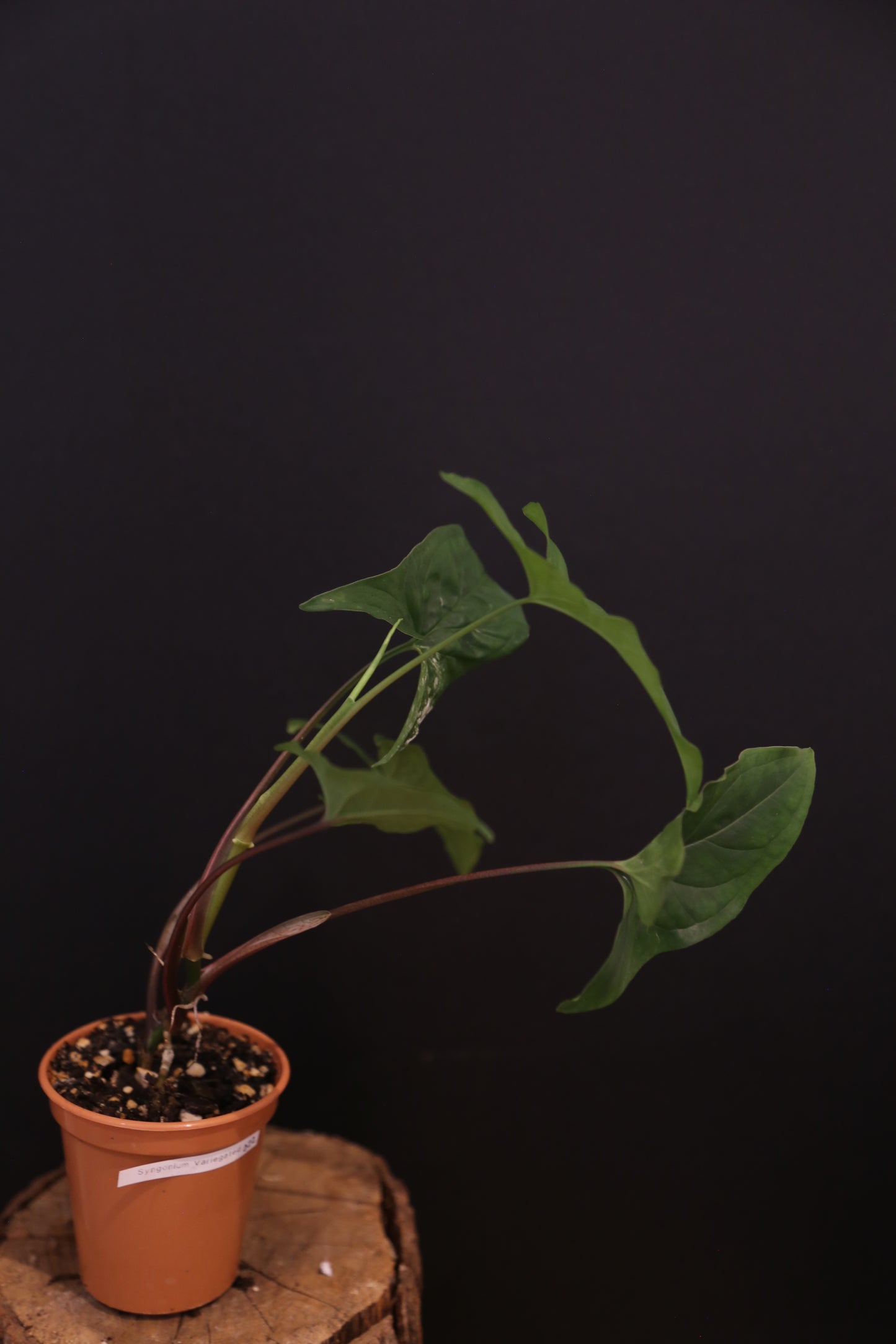 Syngonium Podophyllum Albo Variegata - Lush Full Plant - Rooted Established Plant UK