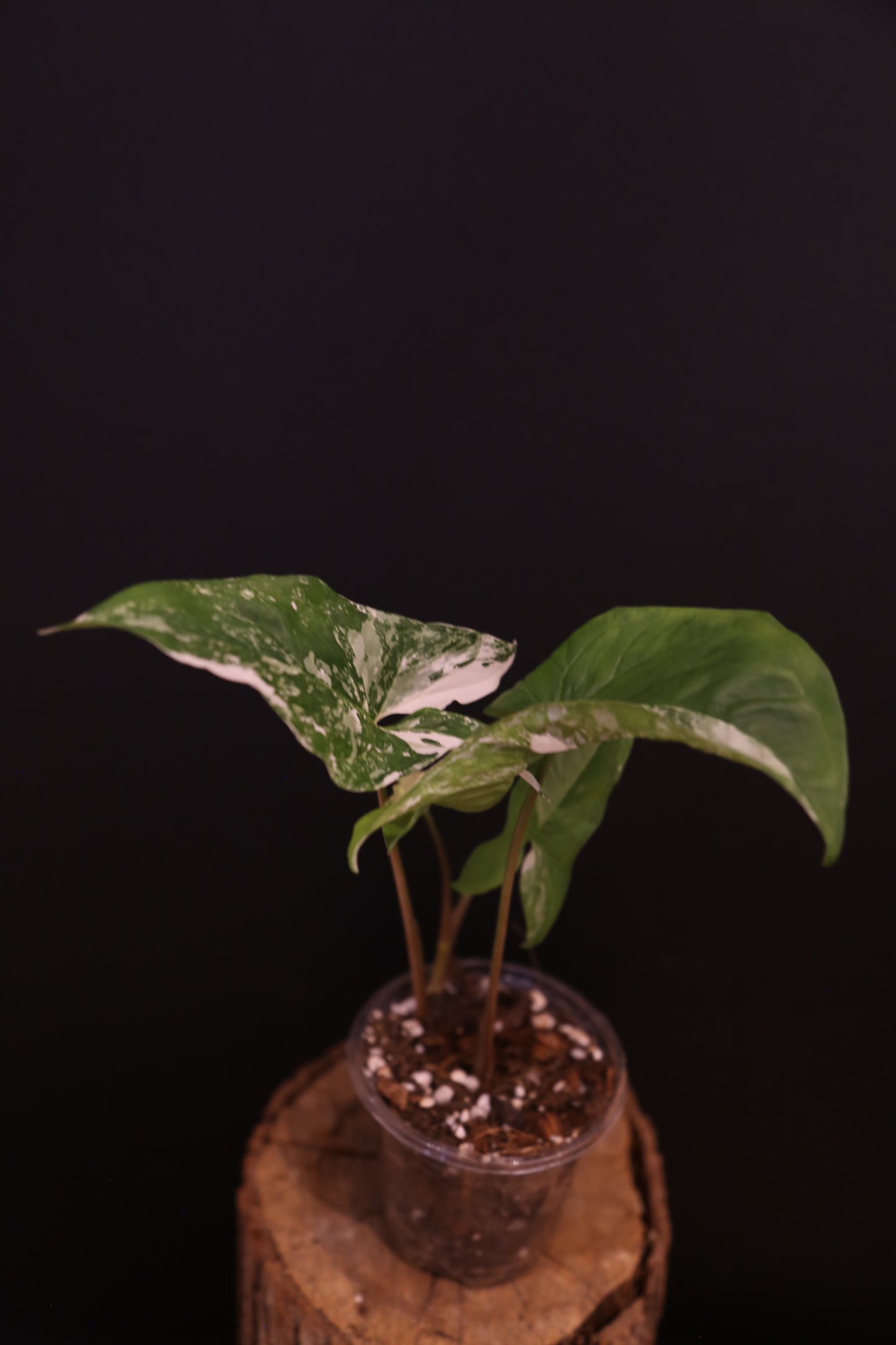Syngonium Podophyllum Albo Variegata - Strong White Variegation - Multi Stem - Rooted Plant UK