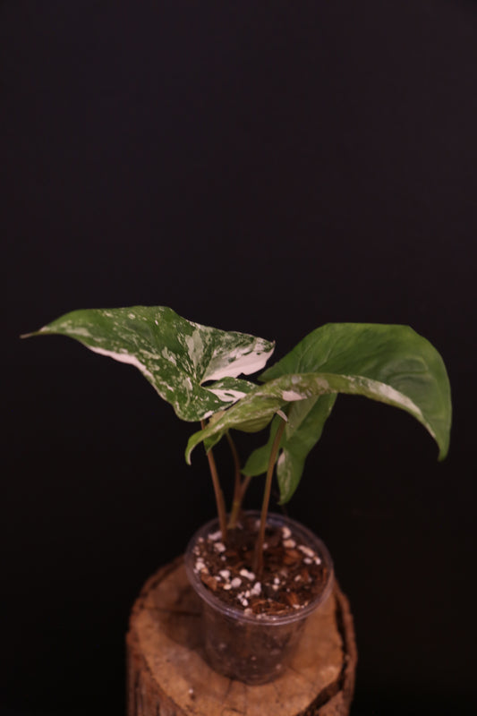 Syngonium Podophyllum Albo Variegata - Strong White Variegation - Multi Stem - Rooted Plant UK