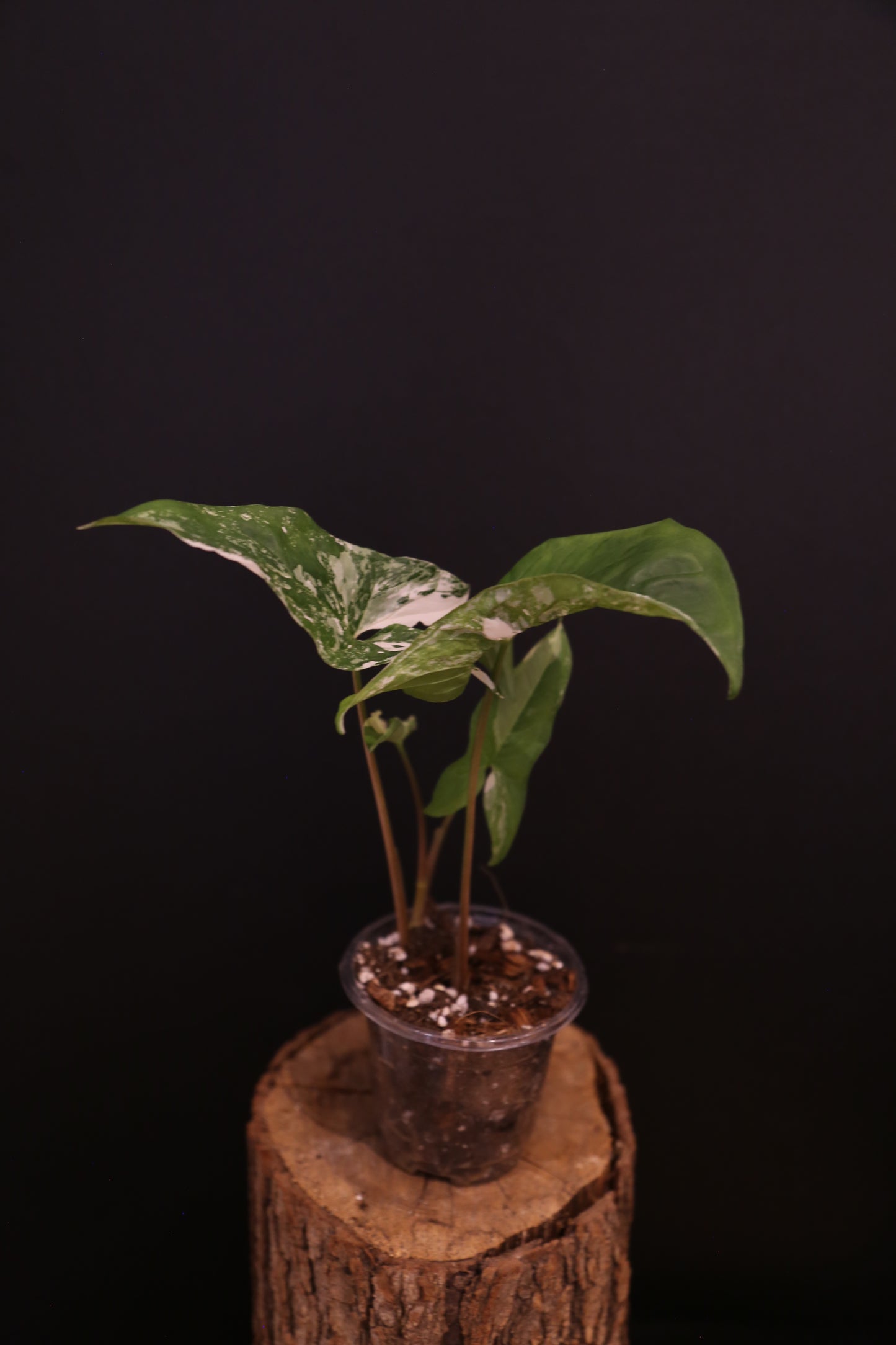 Syngonium Podophyllum Albo Variegata - Strong White Variegation - Multi Stem - Rooted Plant UK