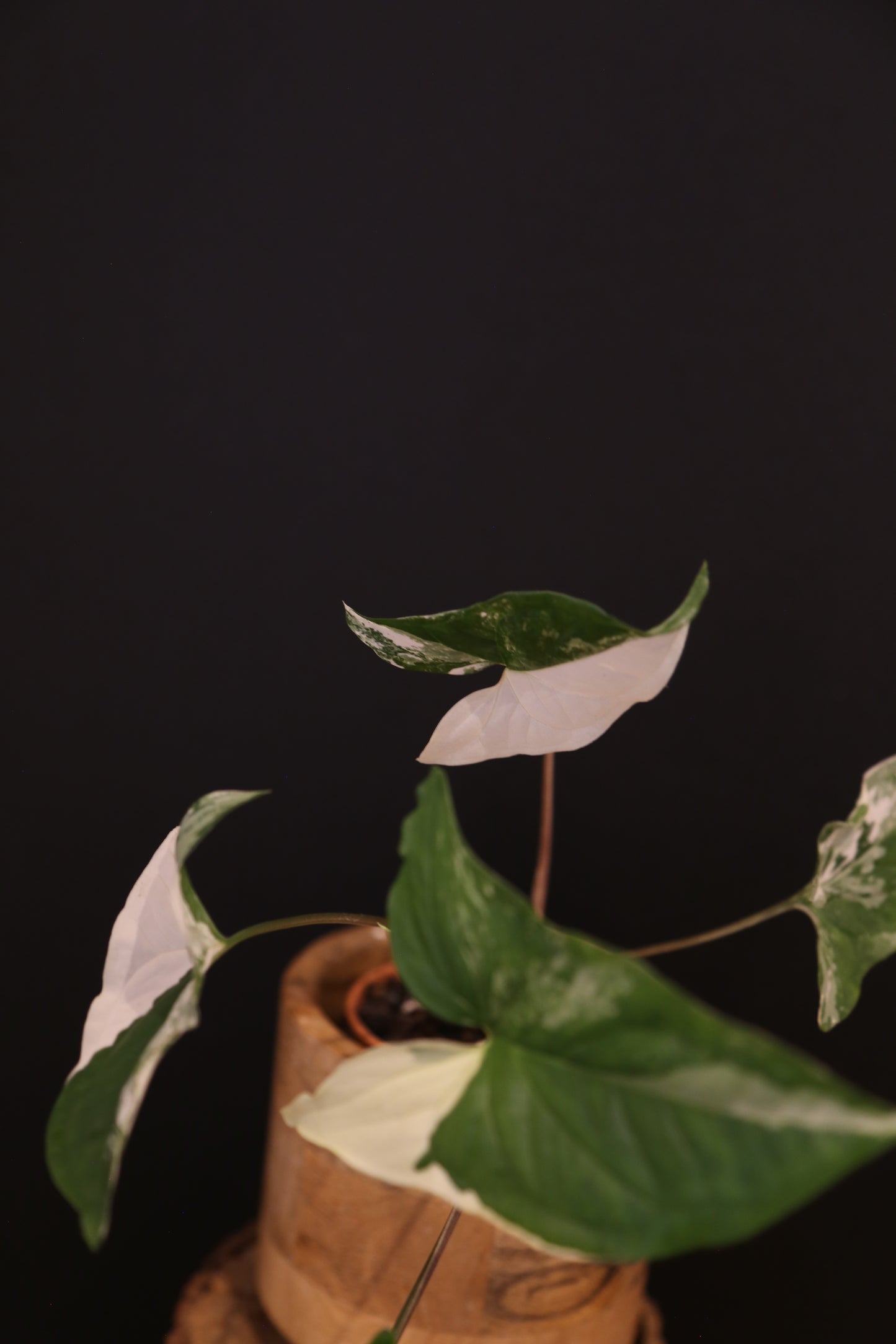 Syngonium Podophyllum Albo Variegata - Trailing Growth - Strong Variegation - Rooted Plant UK