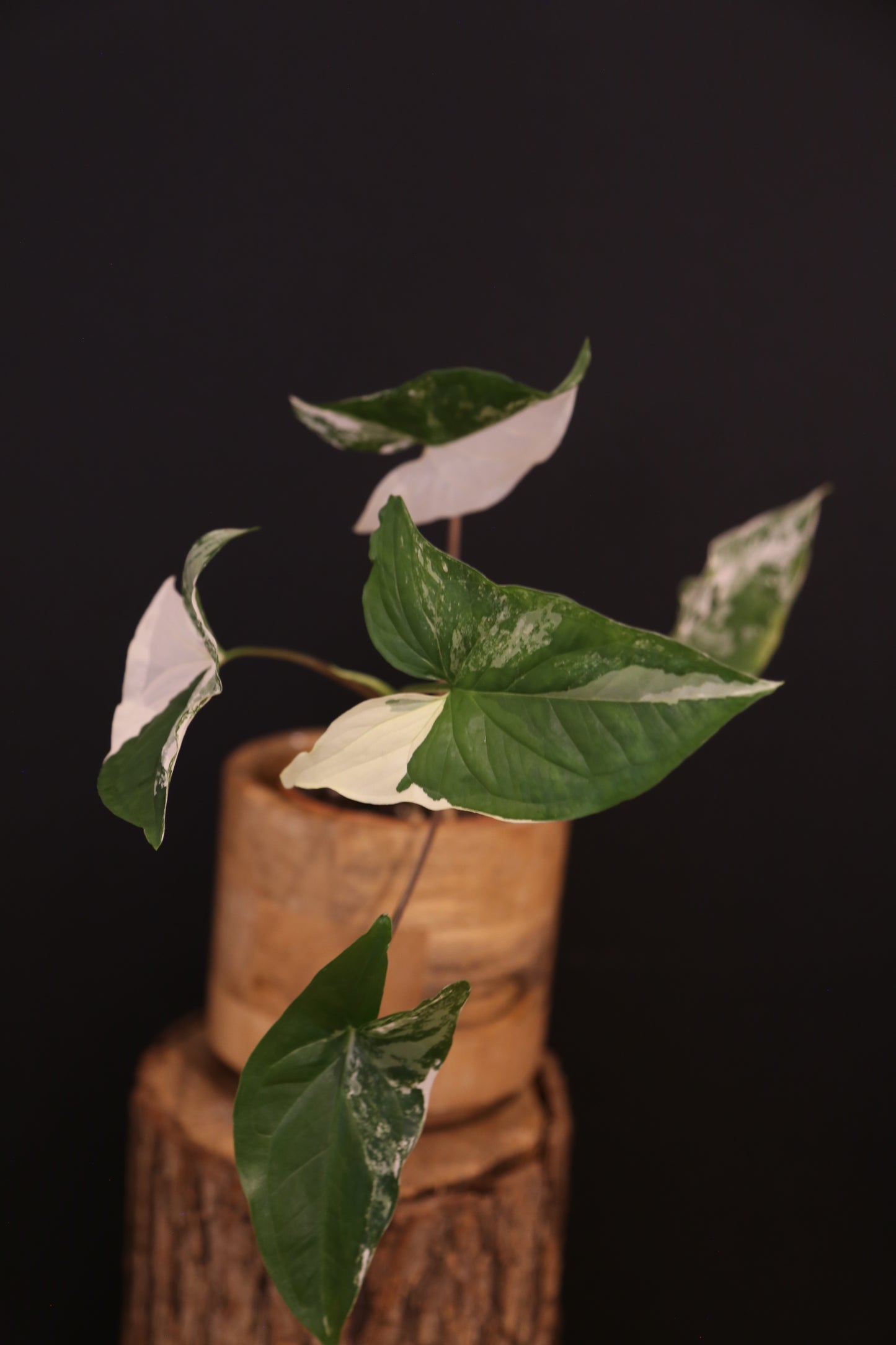 Syngonium Podophyllum Albo Variegata - Trailing Growth - Strong Variegation - Rooted Plant UK