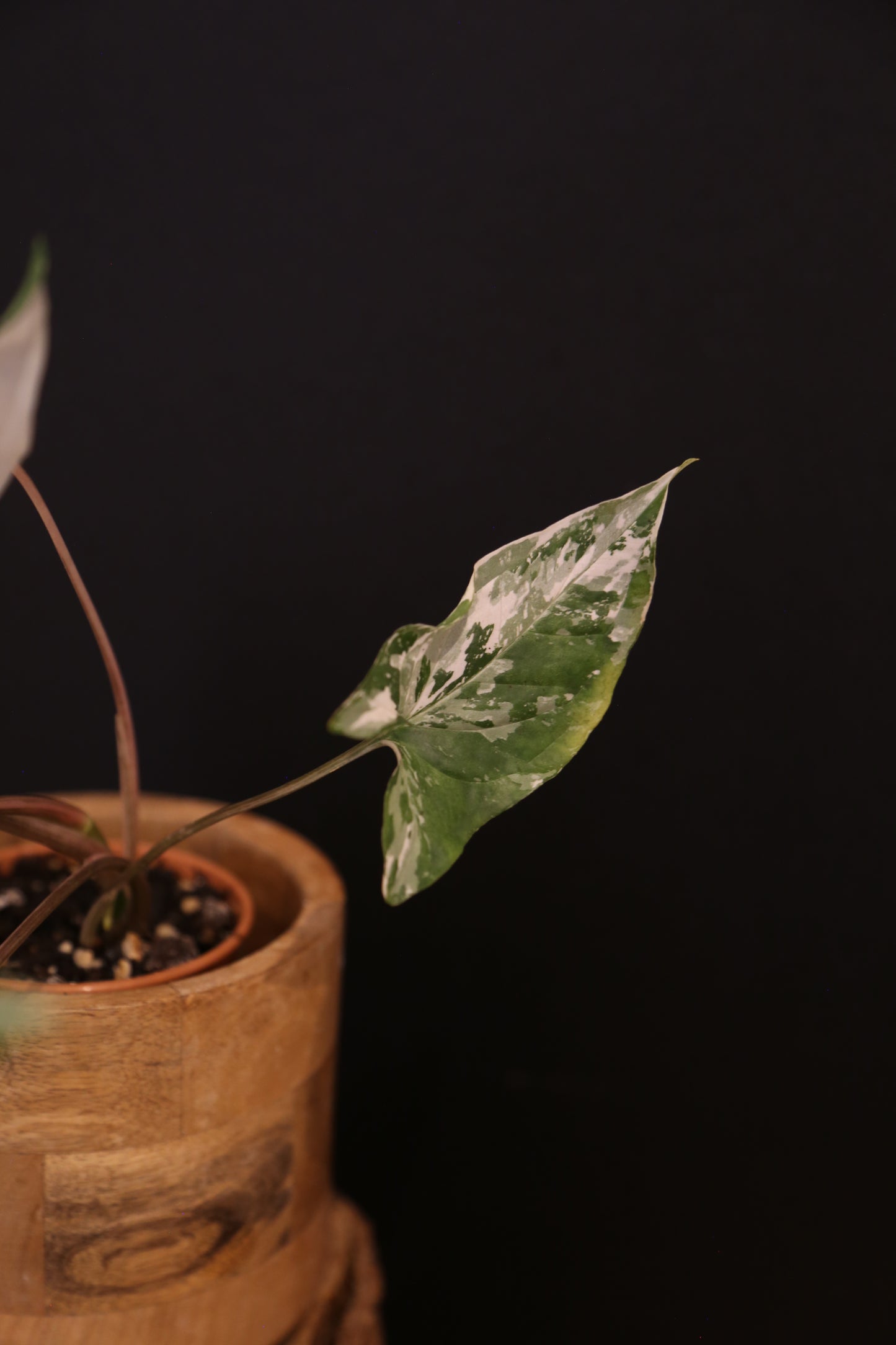 Syngonium Podophyllum Albo Variegata - Trailing Growth - Strong Variegation - Rooted Plant UK